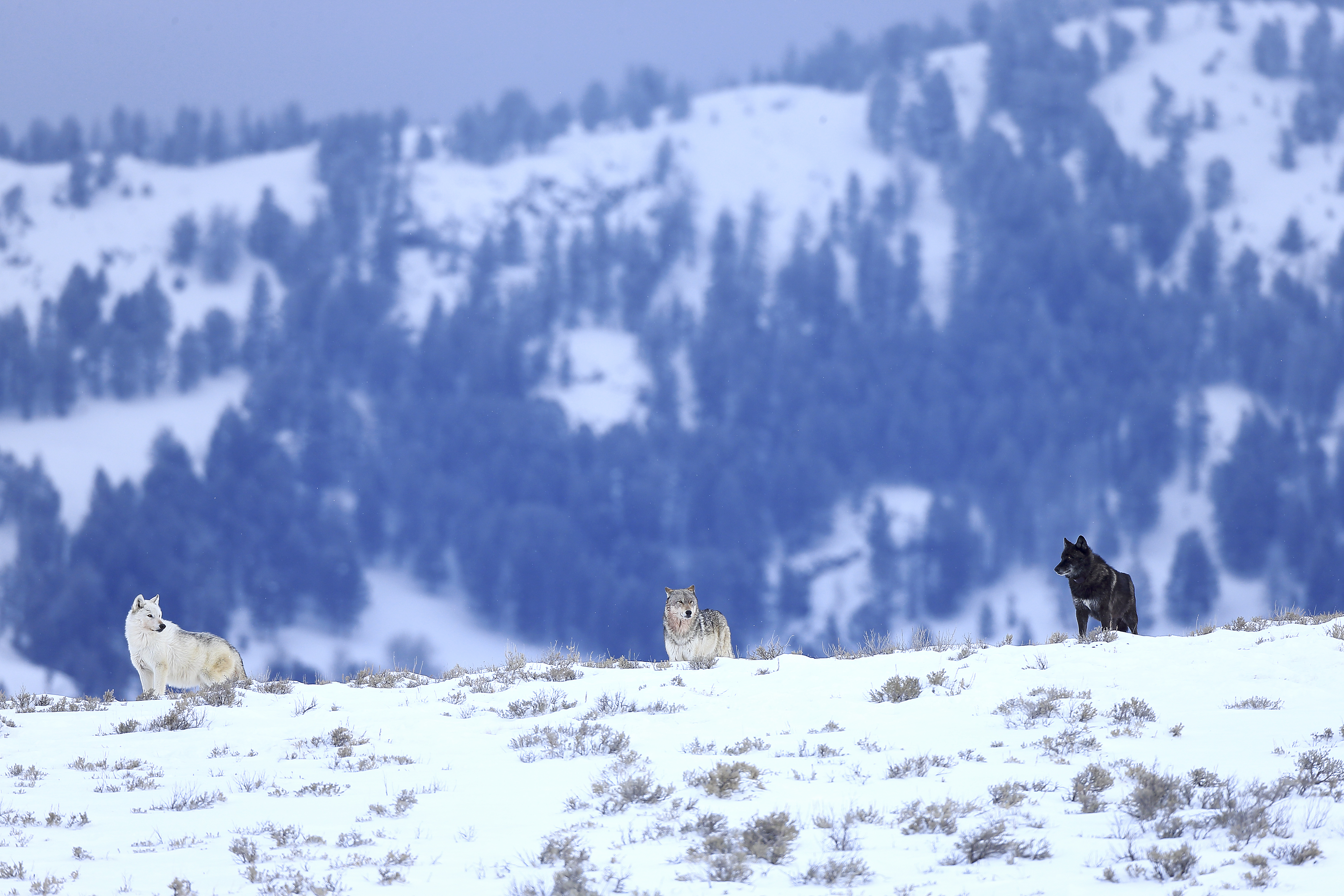 Nature Quotes — wolves and resonance