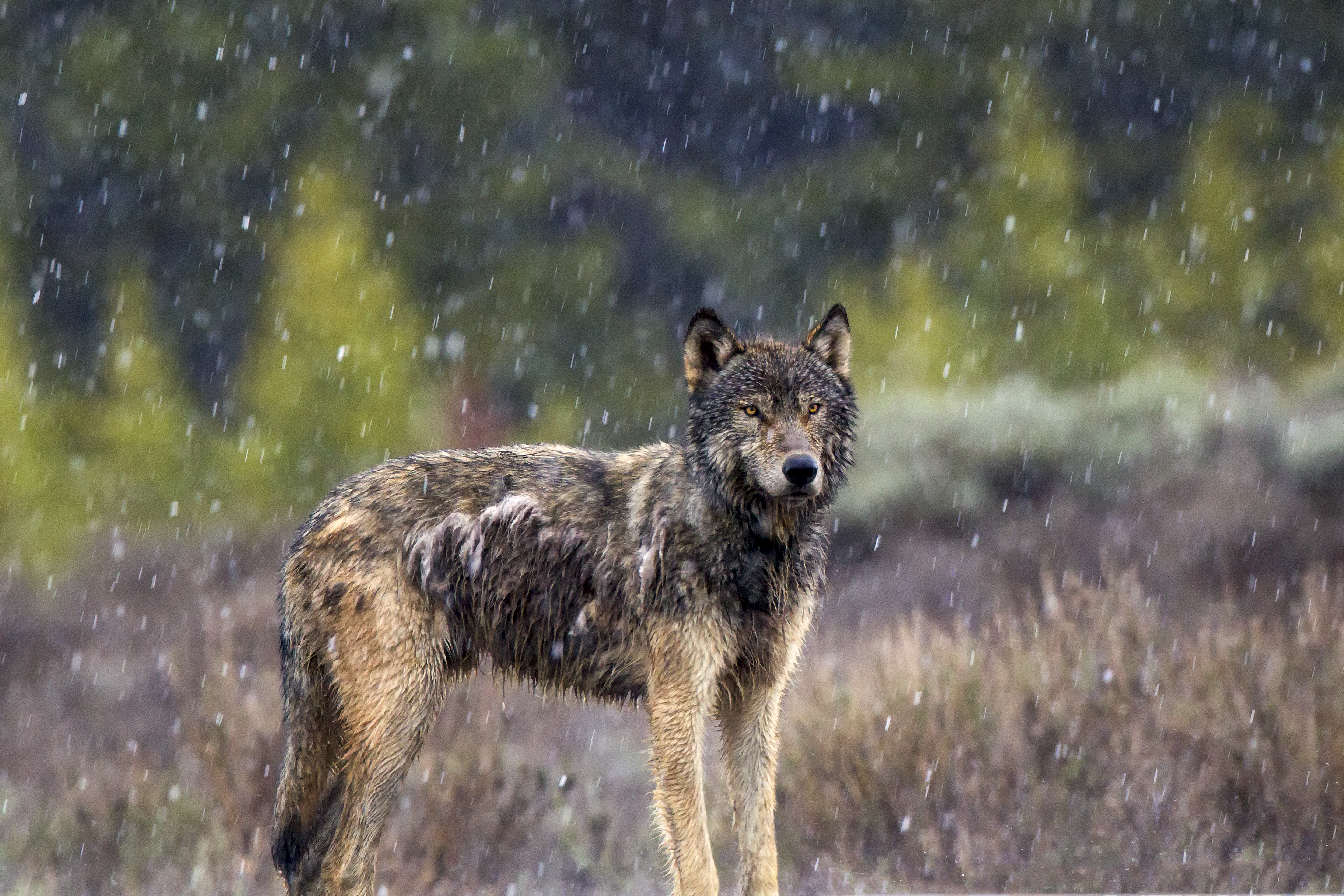 Close-up of grey wolf showing intelligence and emotional awareness tied to ethical considerations of wildlife conservation