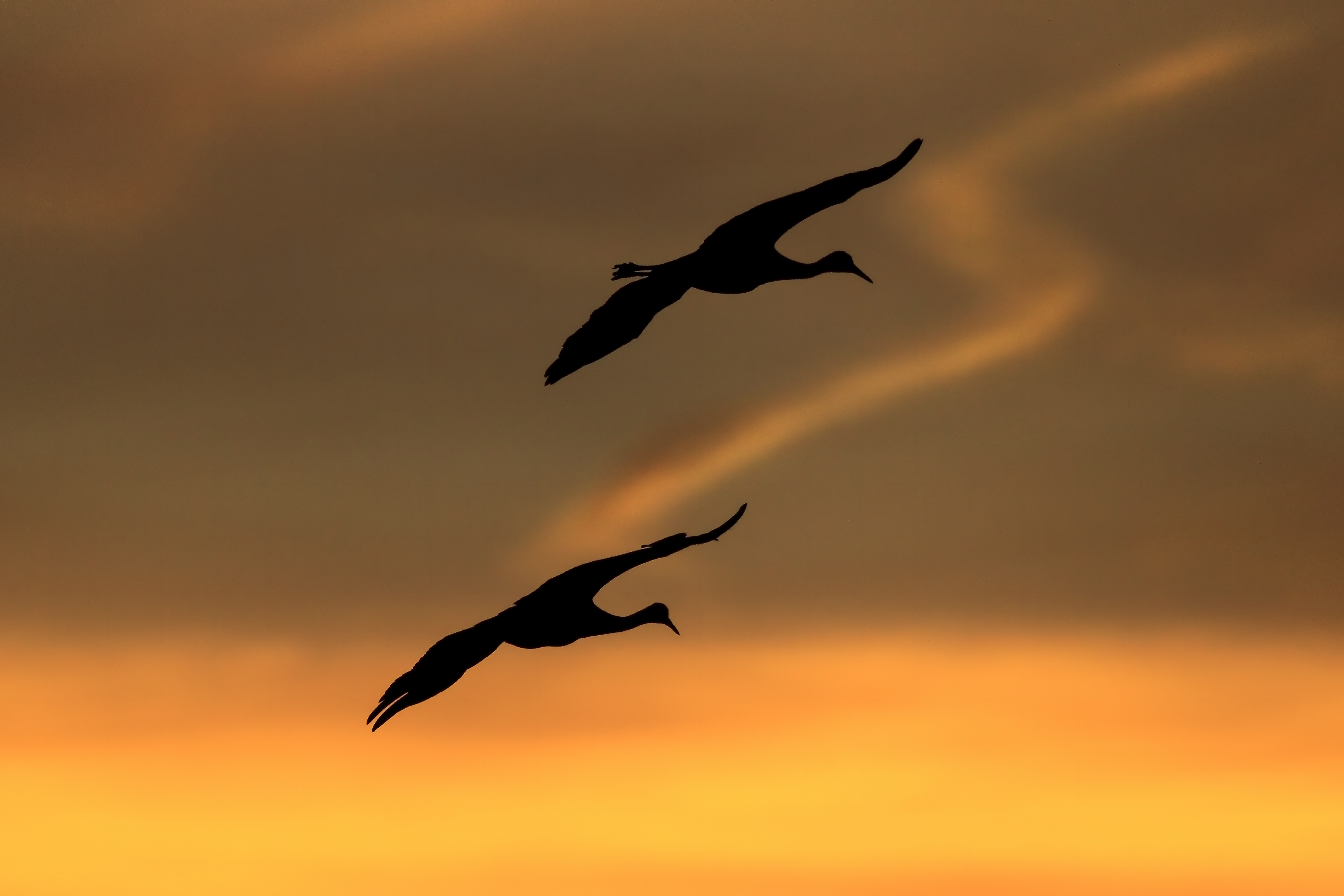 Sandhill Cranes at sunset, symbolizing celestial alignment