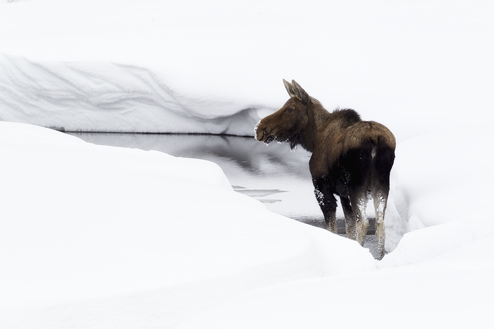 Moose in winter snow standing near forest edge with cold atmospheric light and minimal forage