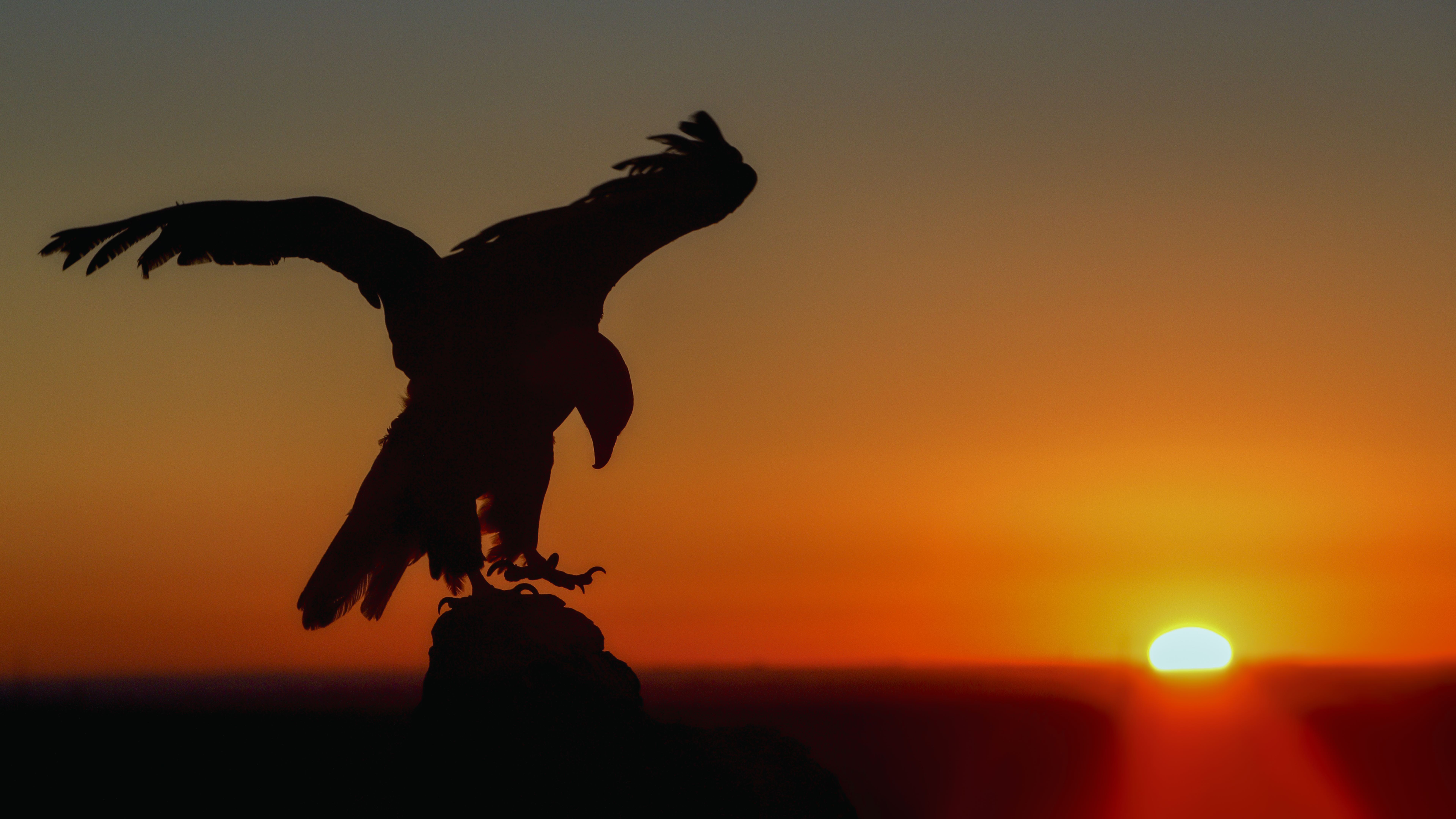 Bald eagle silhouetted at sunrise—knowledge that endures like light.
