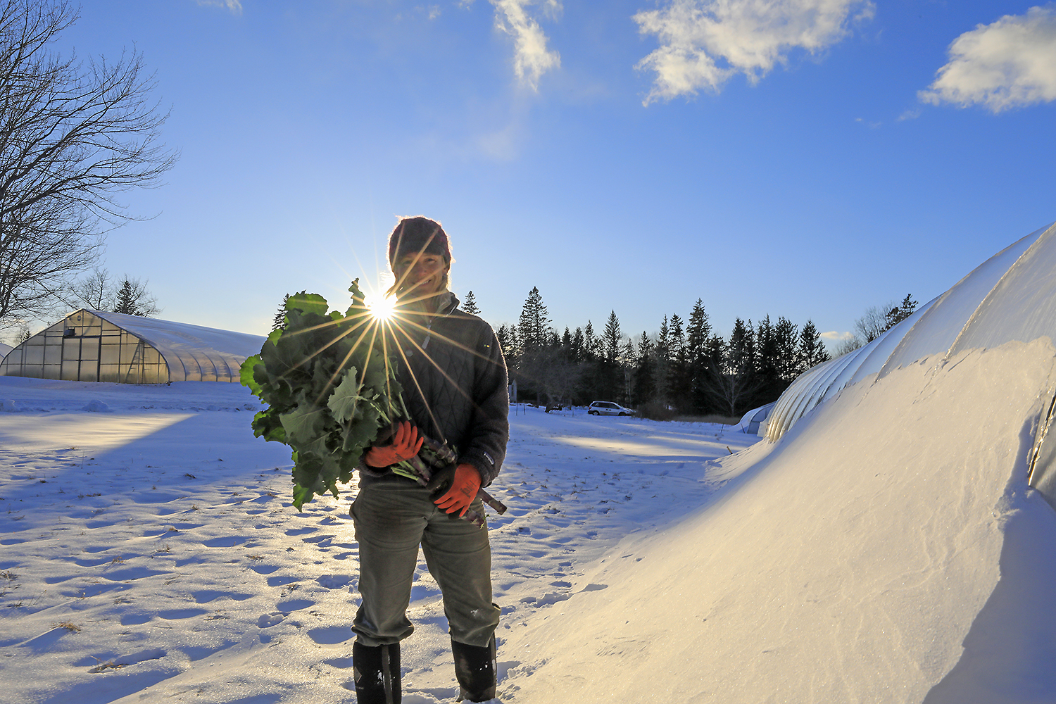 Clara Coleman harvesting winter greens on Eliot Coleman's farm, February sunlight igniting new growth