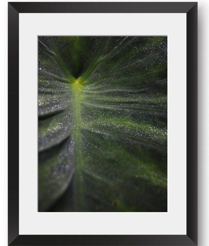 Dewy Green Leaf