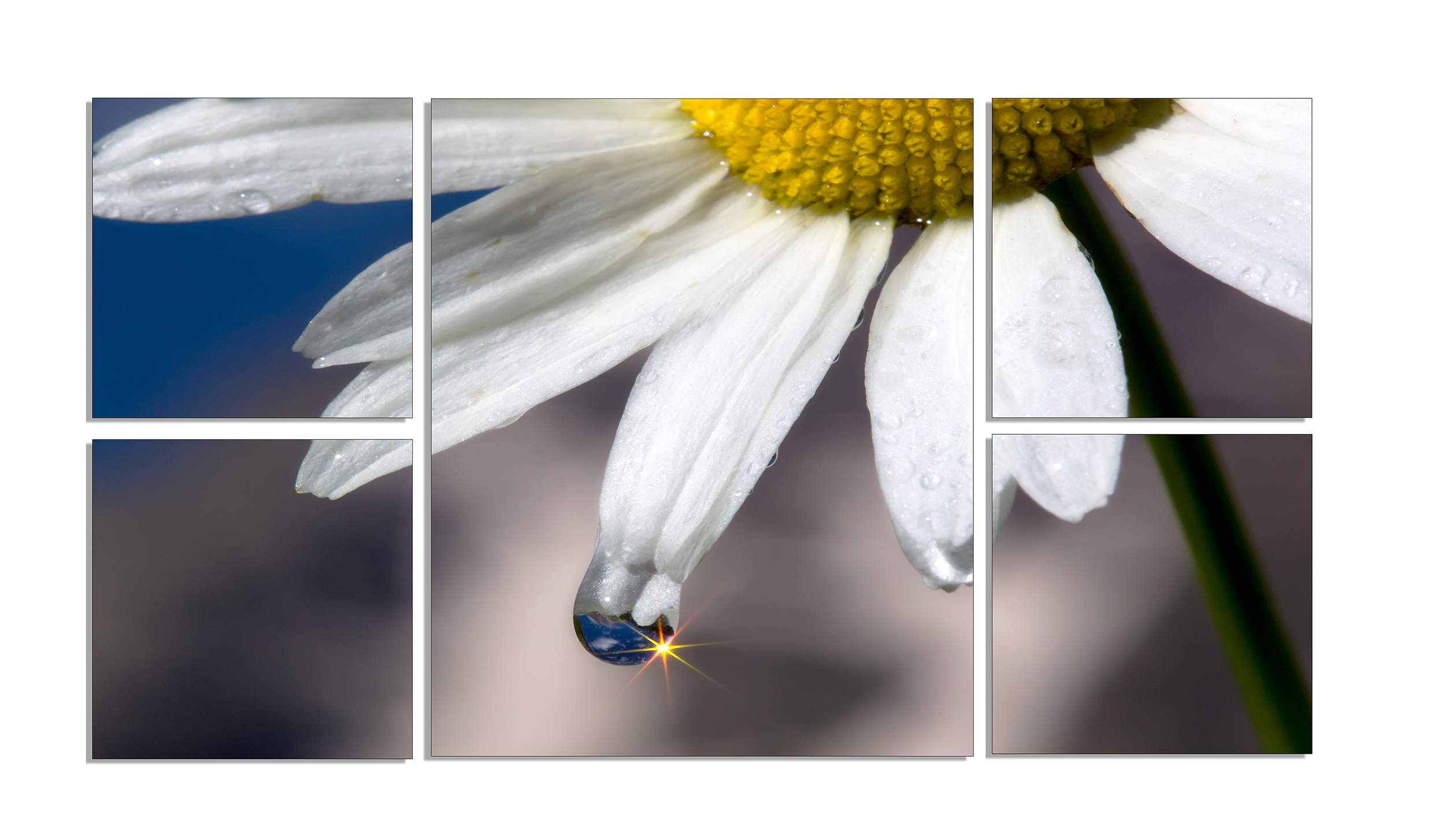 Wall Art of a Daisy Wildflower and Dew Drop