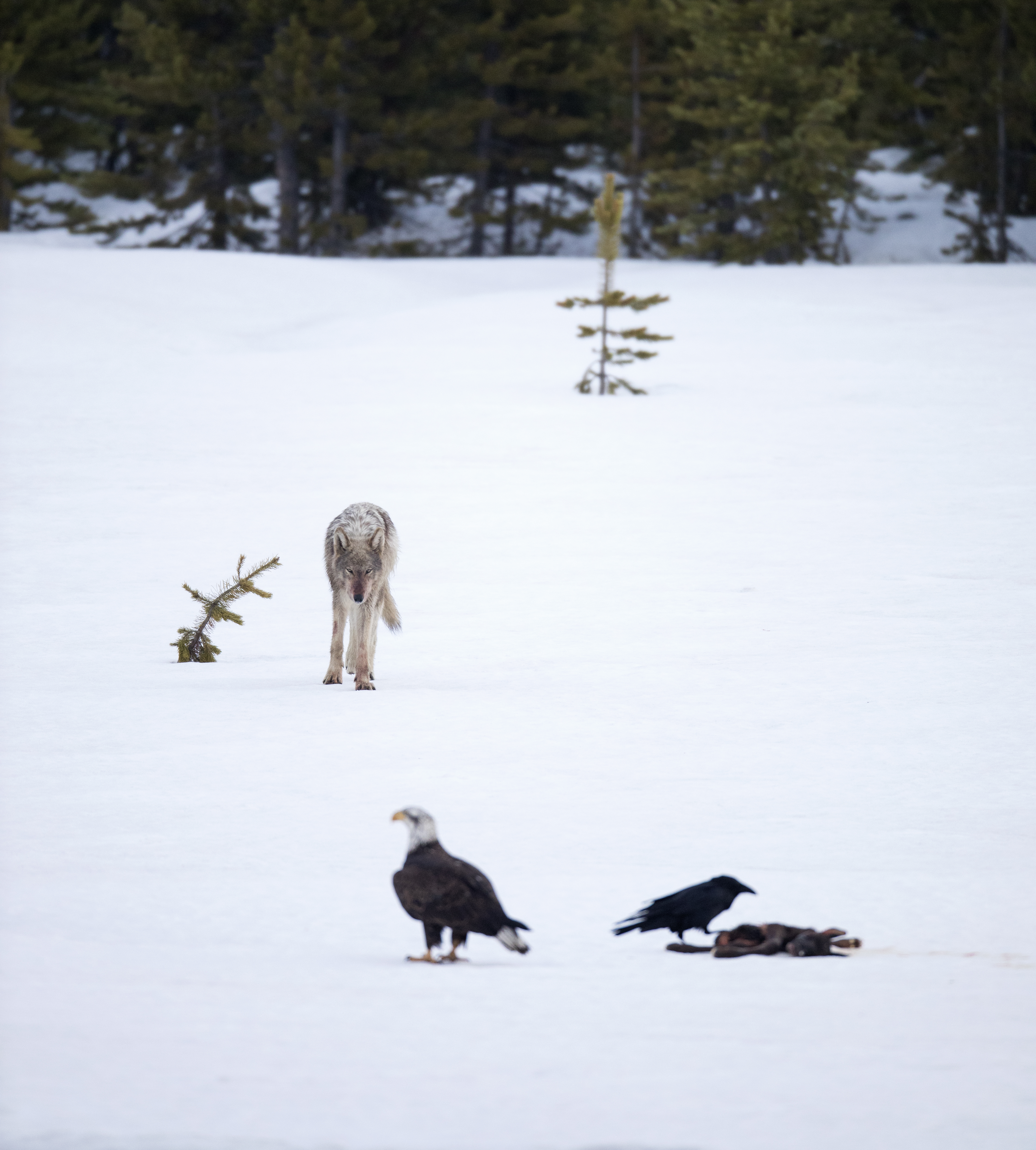 Wolf feeding on carcass with ravens and eagle showing predator feeding behavior and scavenger interaction