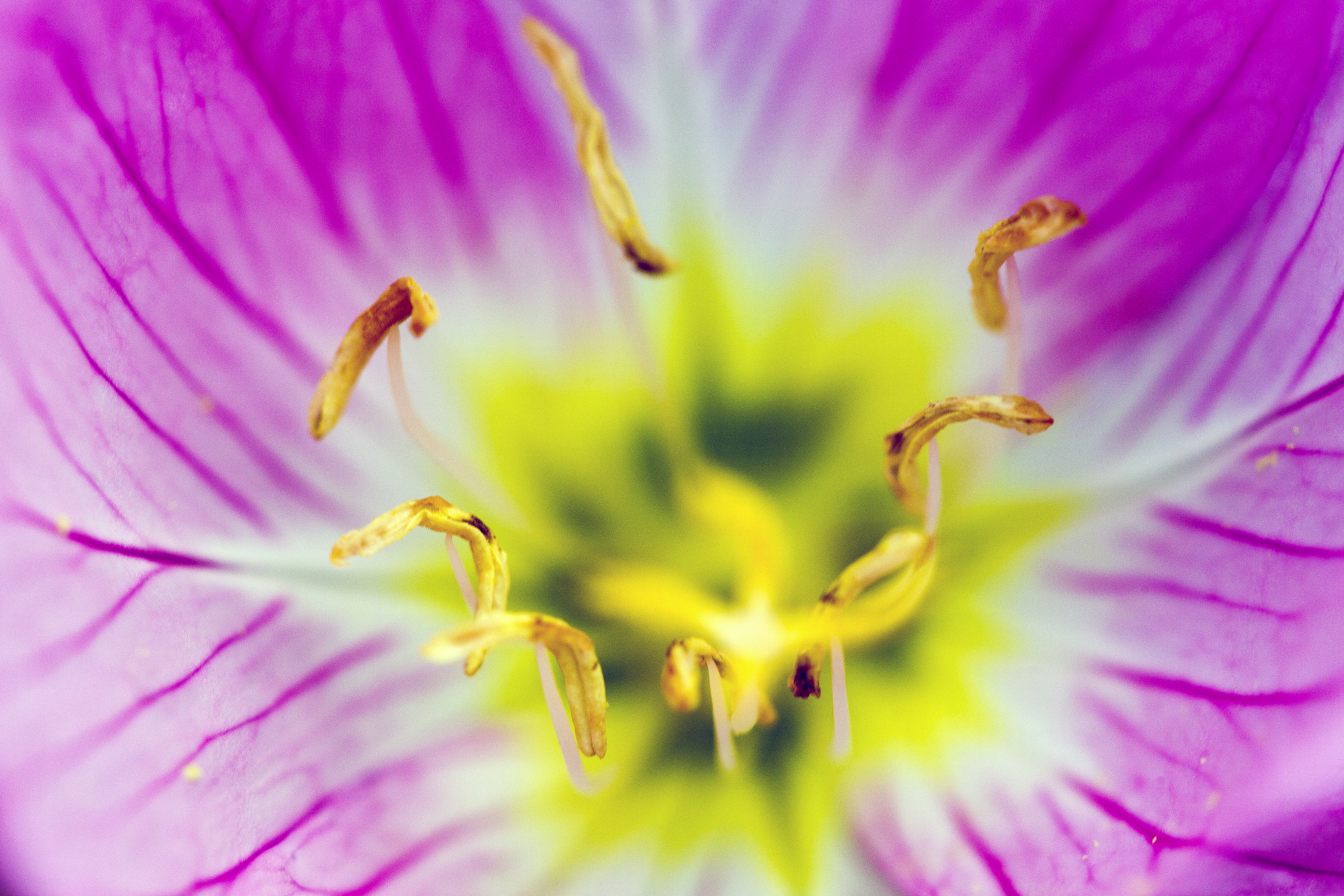 Flower Stamen Fine Art Macro Print by Robbie George