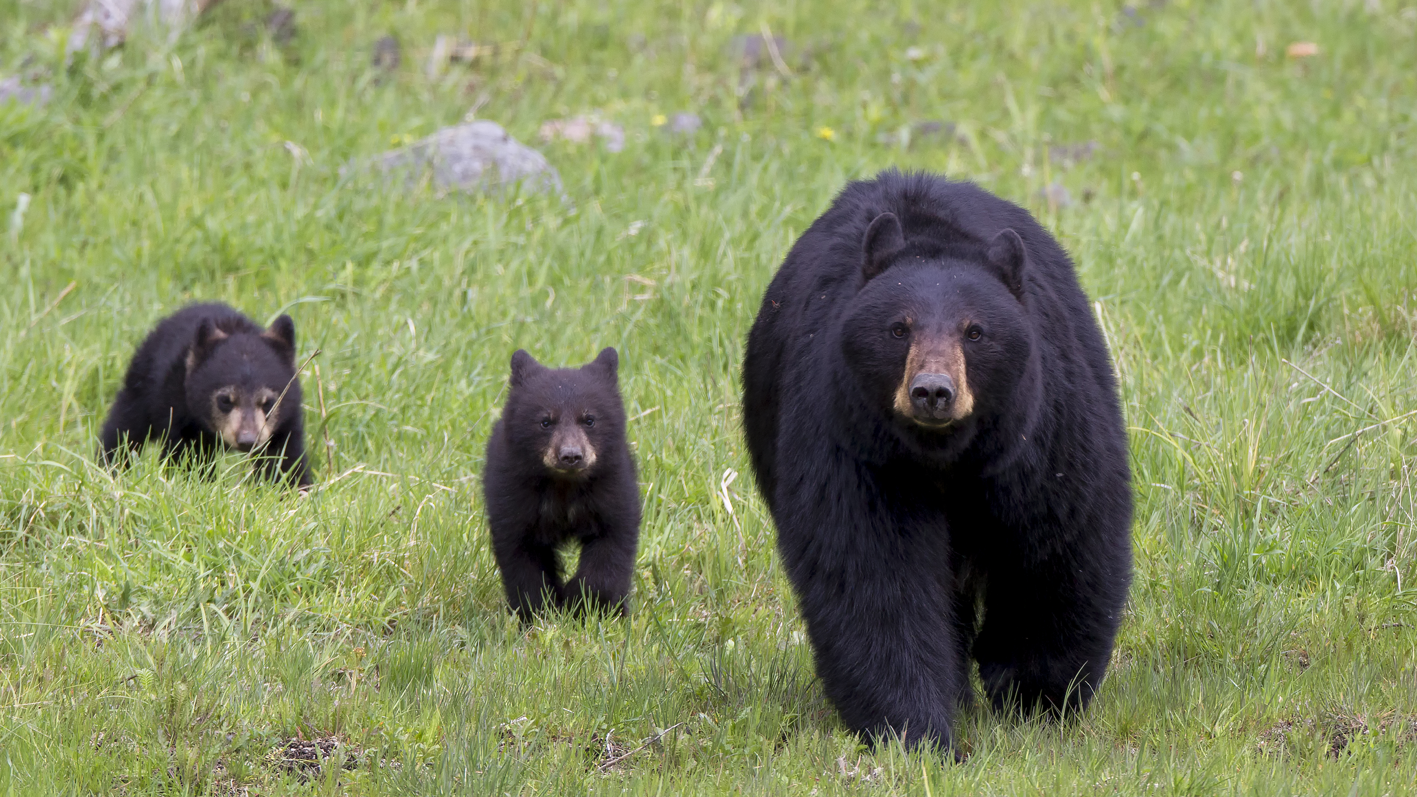 Black Bear Cubs Playing with Mother