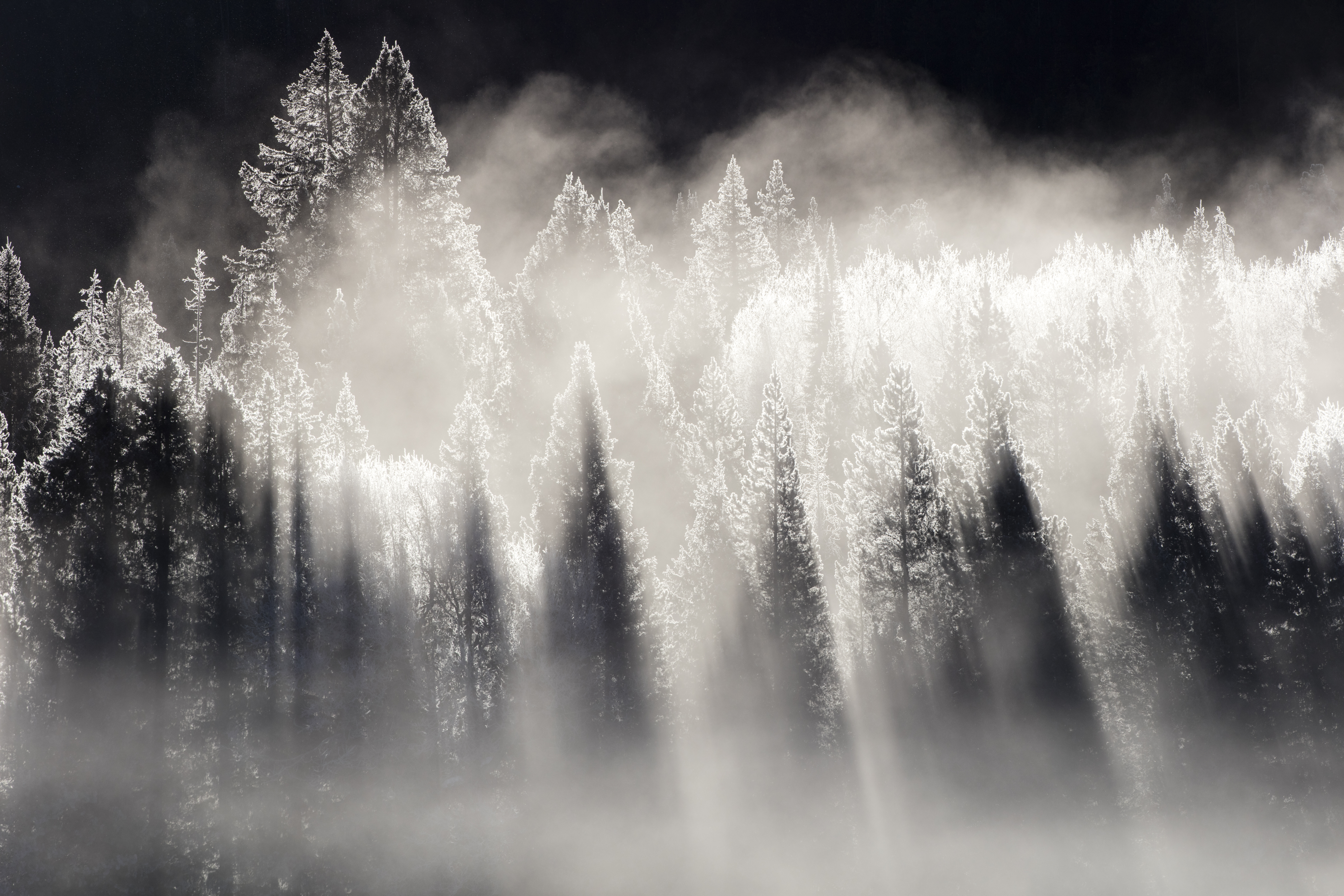 Frosted treeline with beams cutting through valley fog—light sculpted by moisture in a cold inversion.