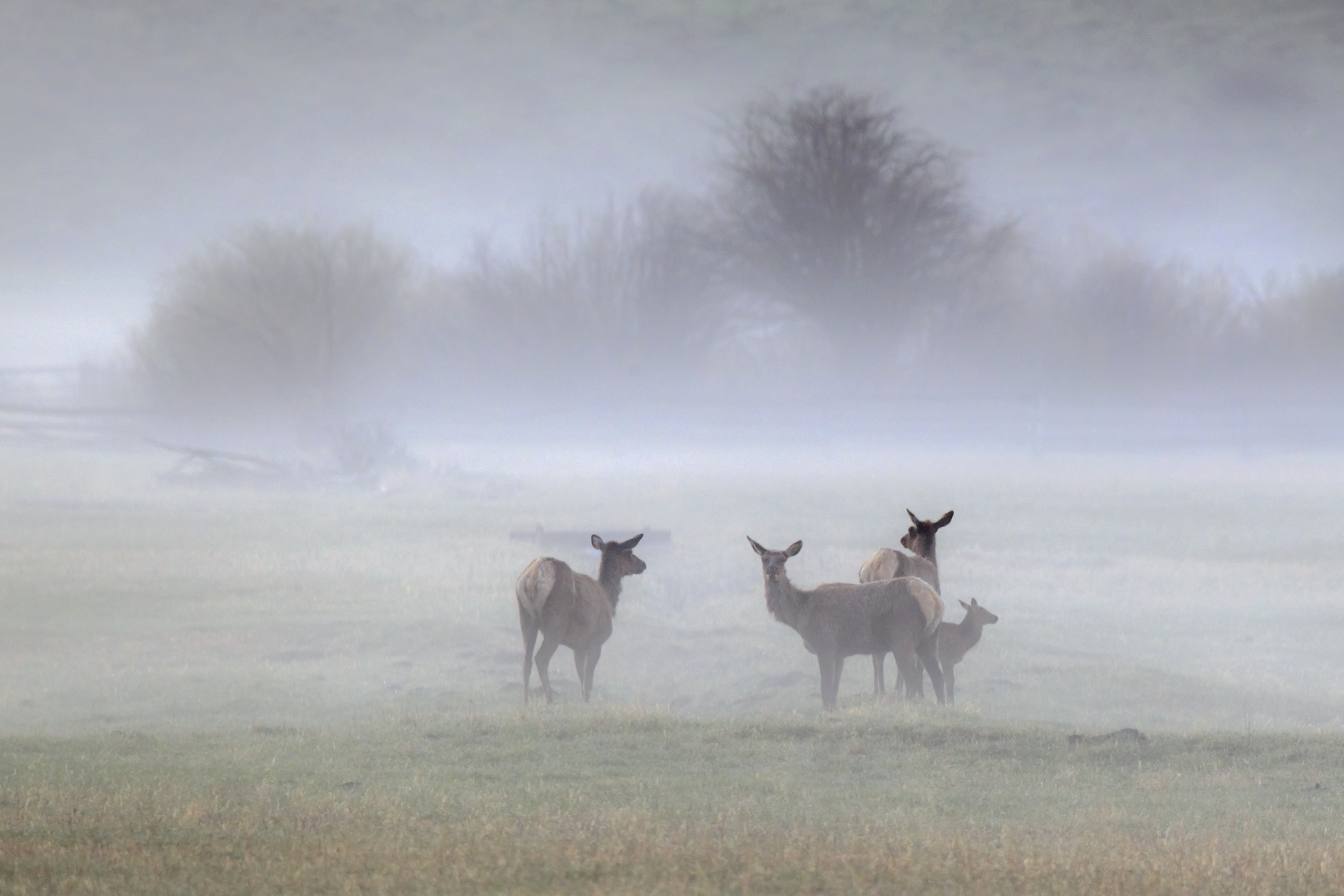 Group of elk standing quietly in foggy meadow at dawn, showing herd spacing, alert posture, and low-light behavior in open habitat