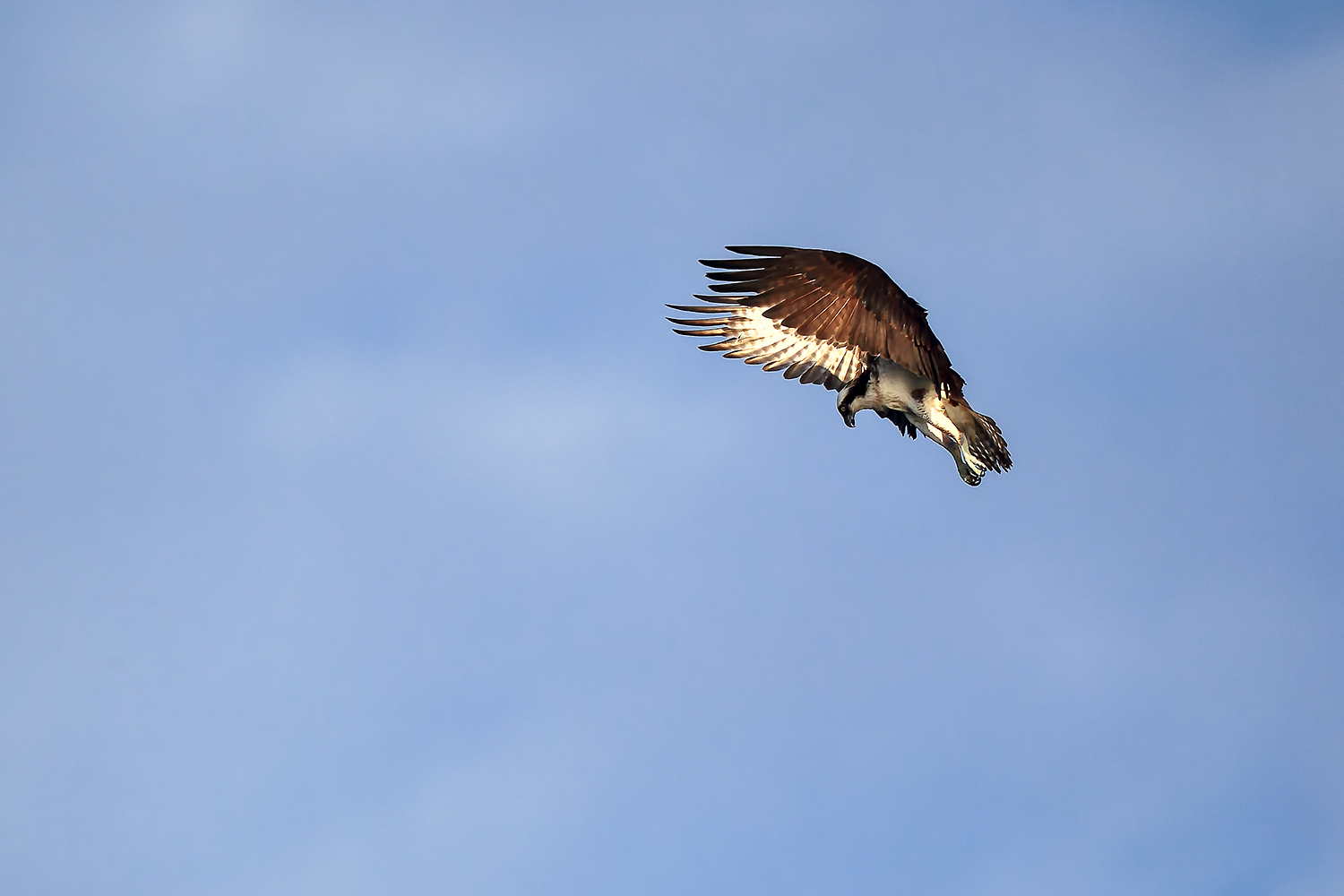 Osprey diving feet-first into water to catch fish