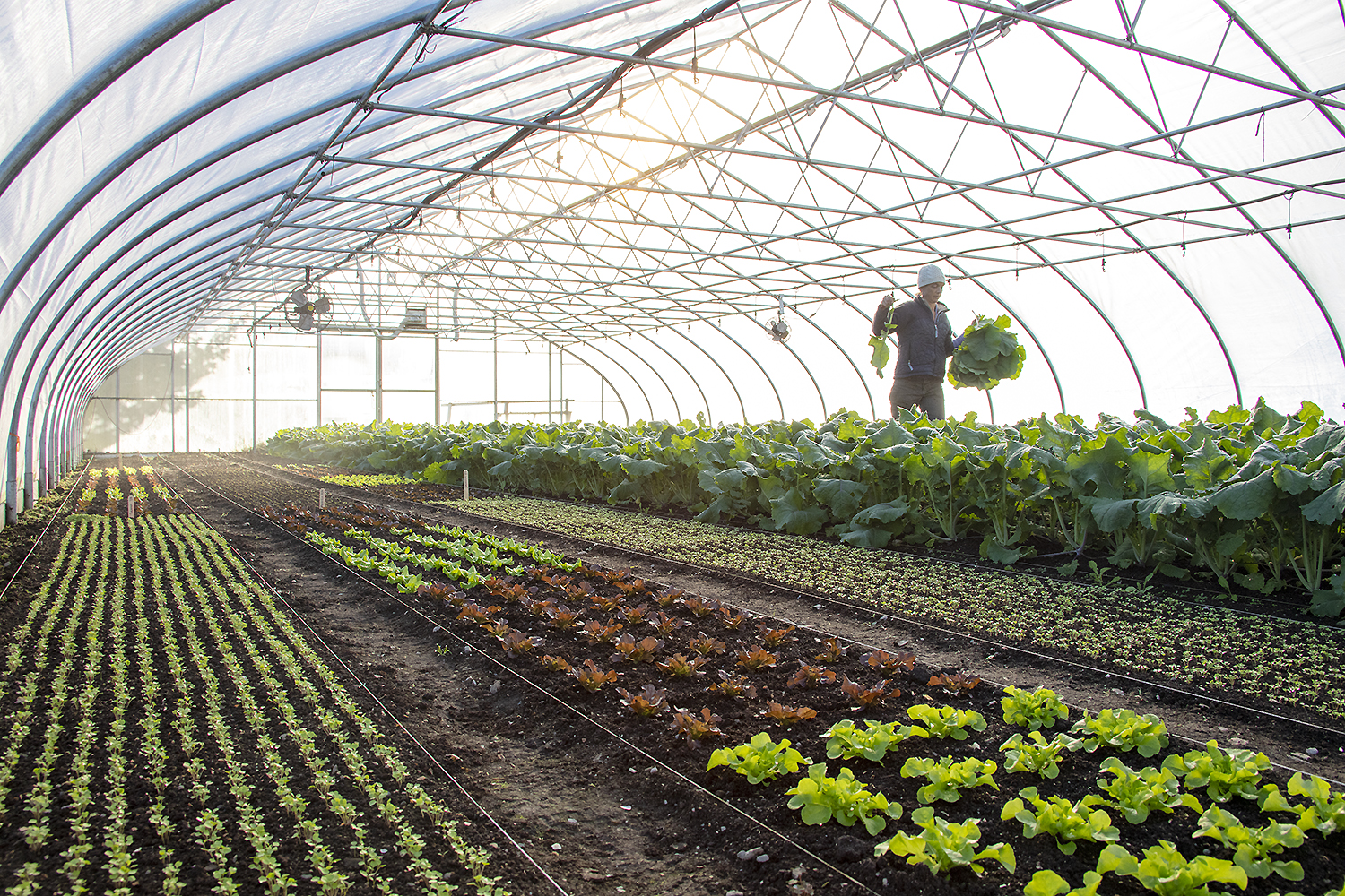 Clara Coleman standing in a February greenhouse, first light illuminating early greens