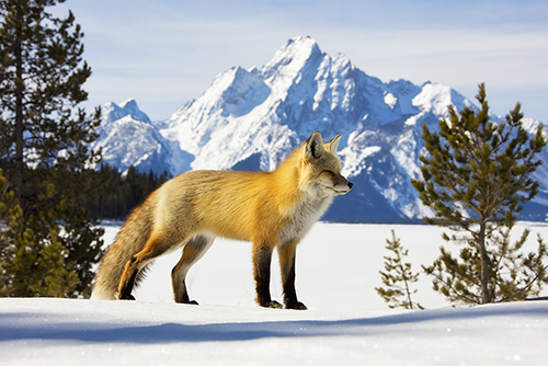 Red Fox in Snow with Mountains – Fine Art Photography by Robbie George