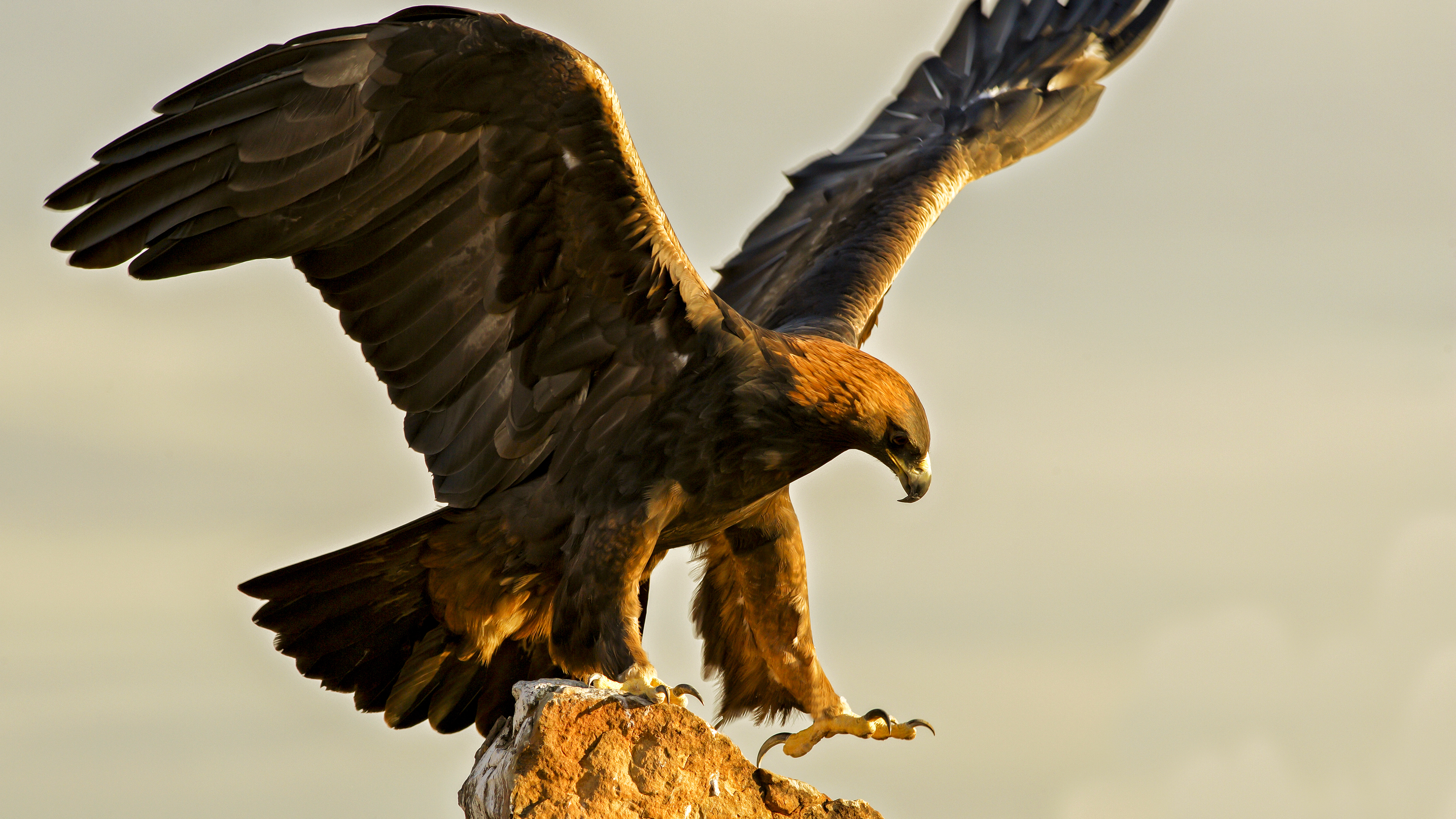 Golden eagle perched on a high branch, scanning the horizon in complete stillness, symbolizing silent observation and clarity above noise