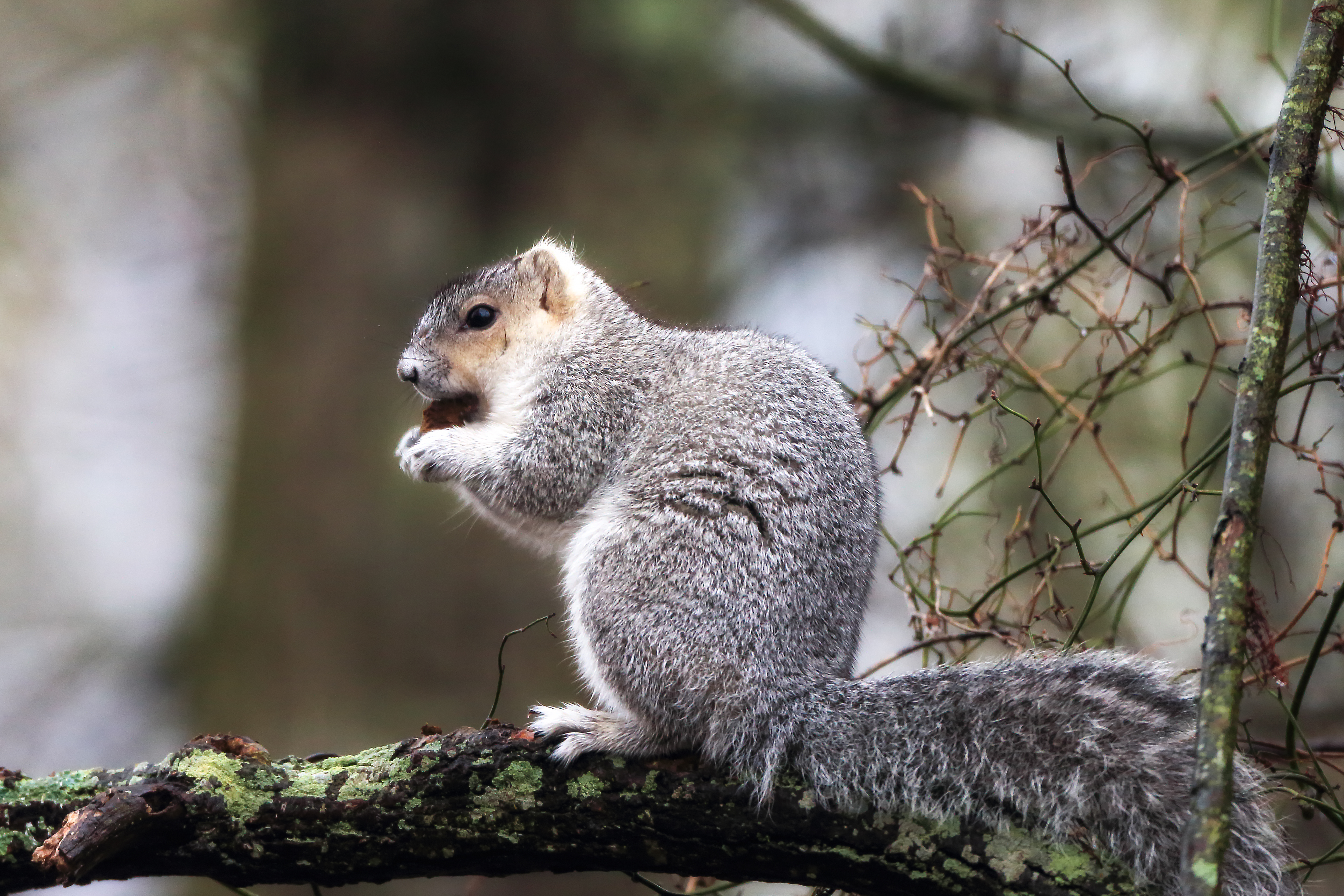 Delmarva fox squirrel standing upright and alert at the base of a tree in protected forest habitat