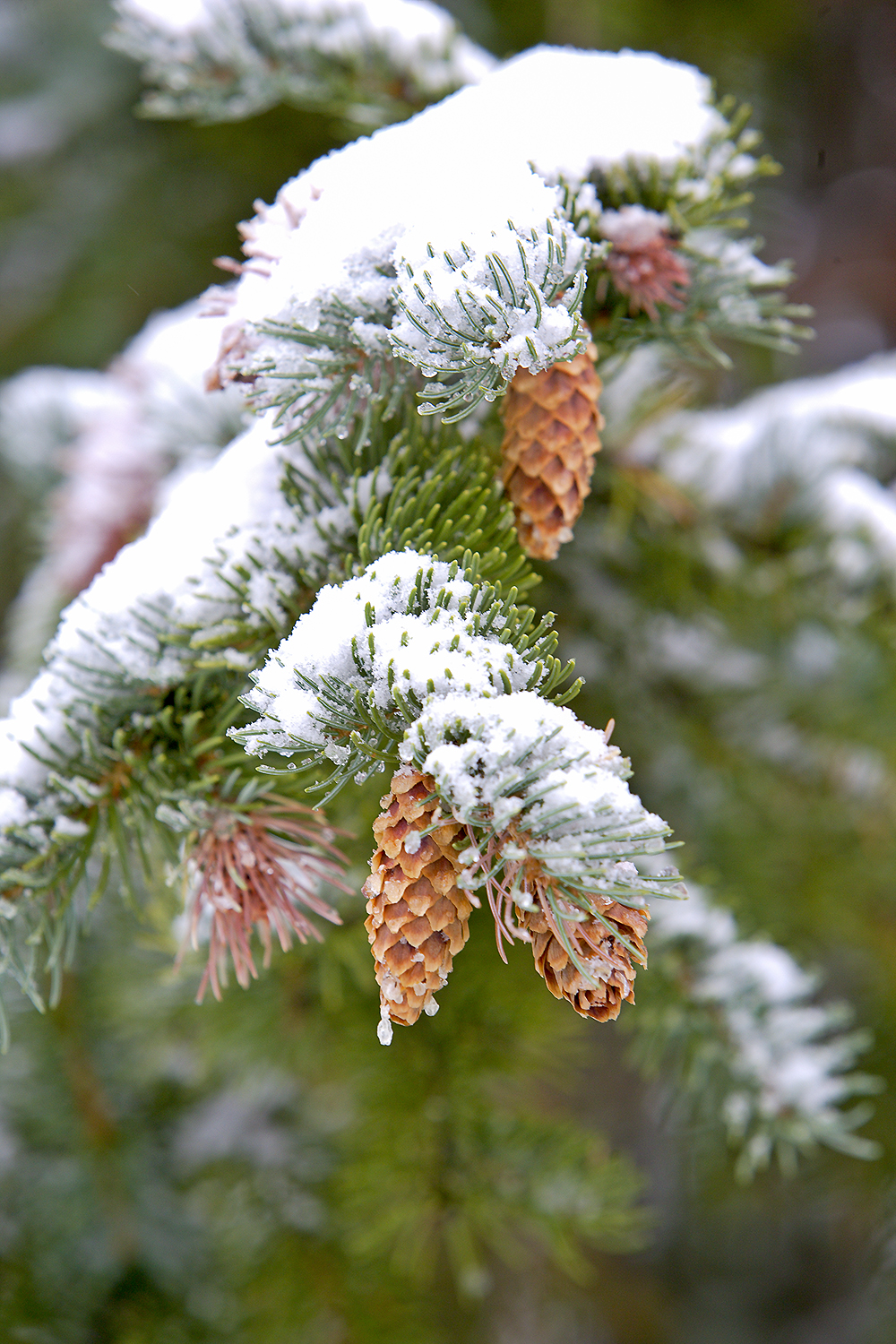 Pine cones and evergreen needles coated in fresh snow, a close view of winter’s weight and stillness