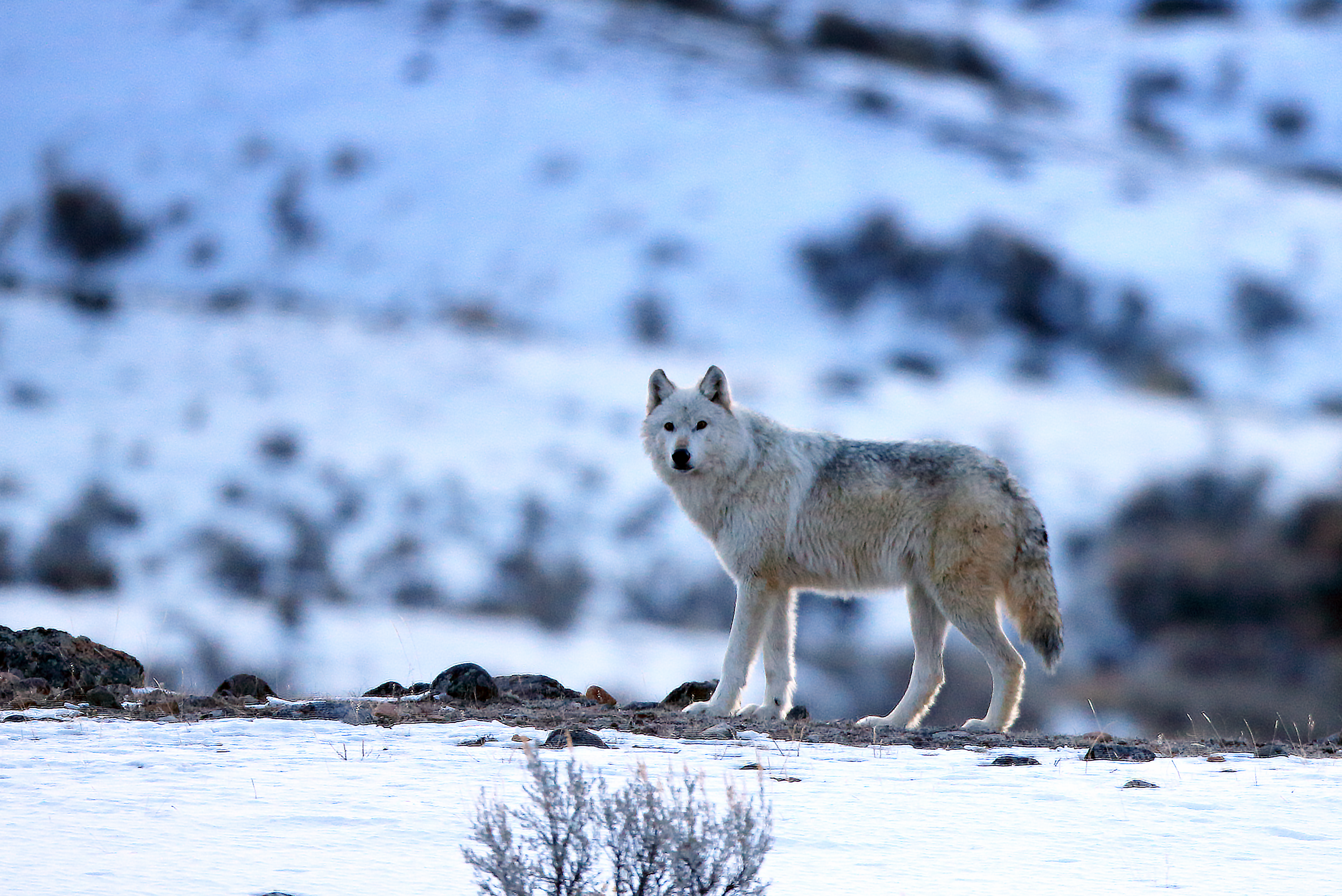 Grey wolf in winter forest representing resilience and future of wild ecosystems