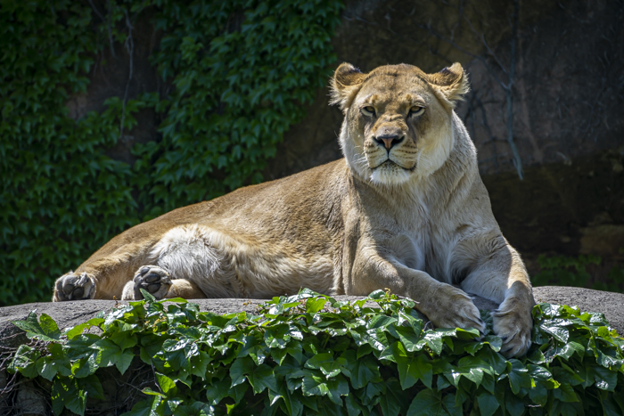 A lioness sunning herself at Lincoln Park Zoo