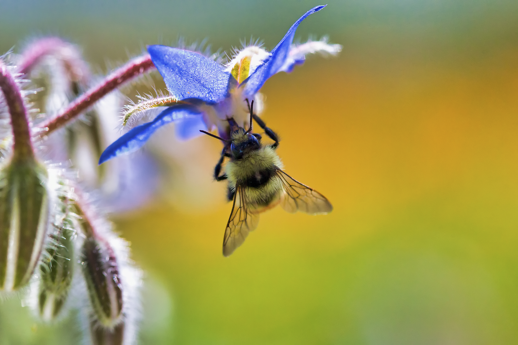 Honey Bee Pollinating Flower - Guardian of the Living Field | Fine Art by Robbie George