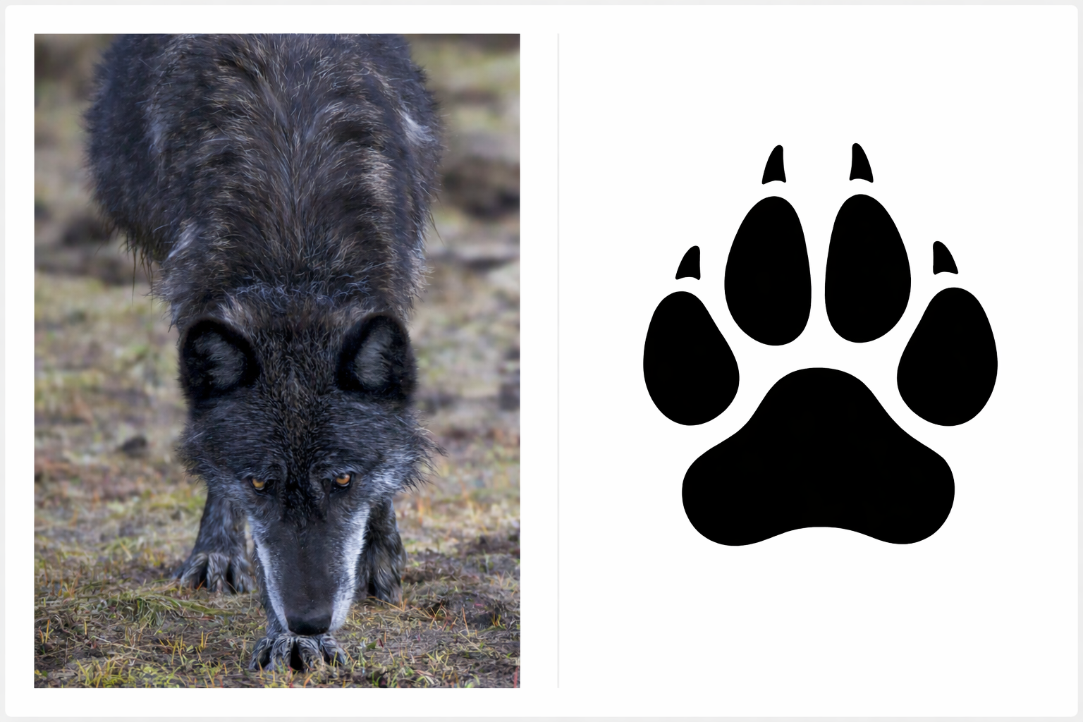 Wolf track glyph showing anatomy and negative space pattern