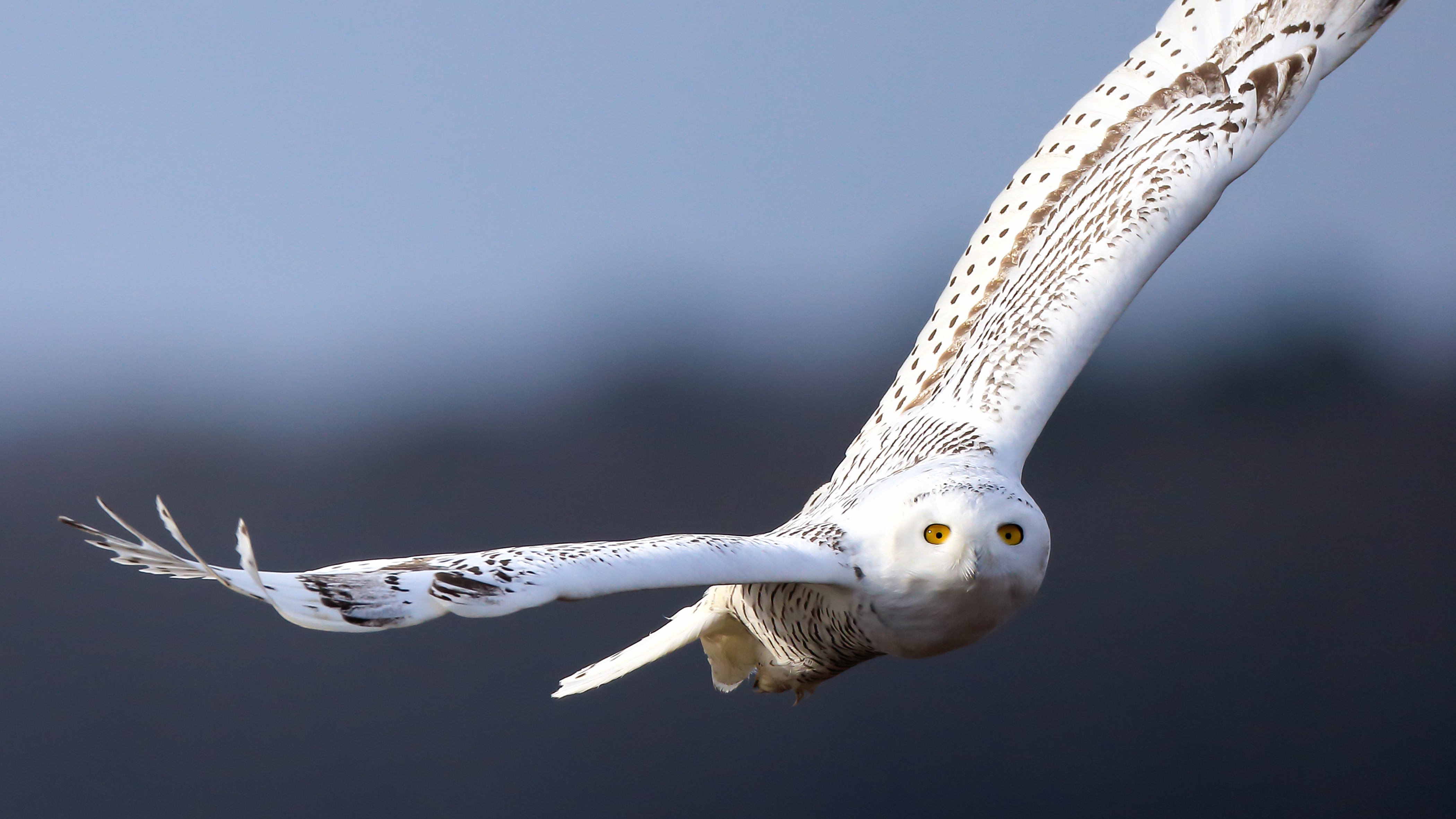 Snowy owl gliding through white space — symbolizing the effortless spiral of breath and awareness in flight