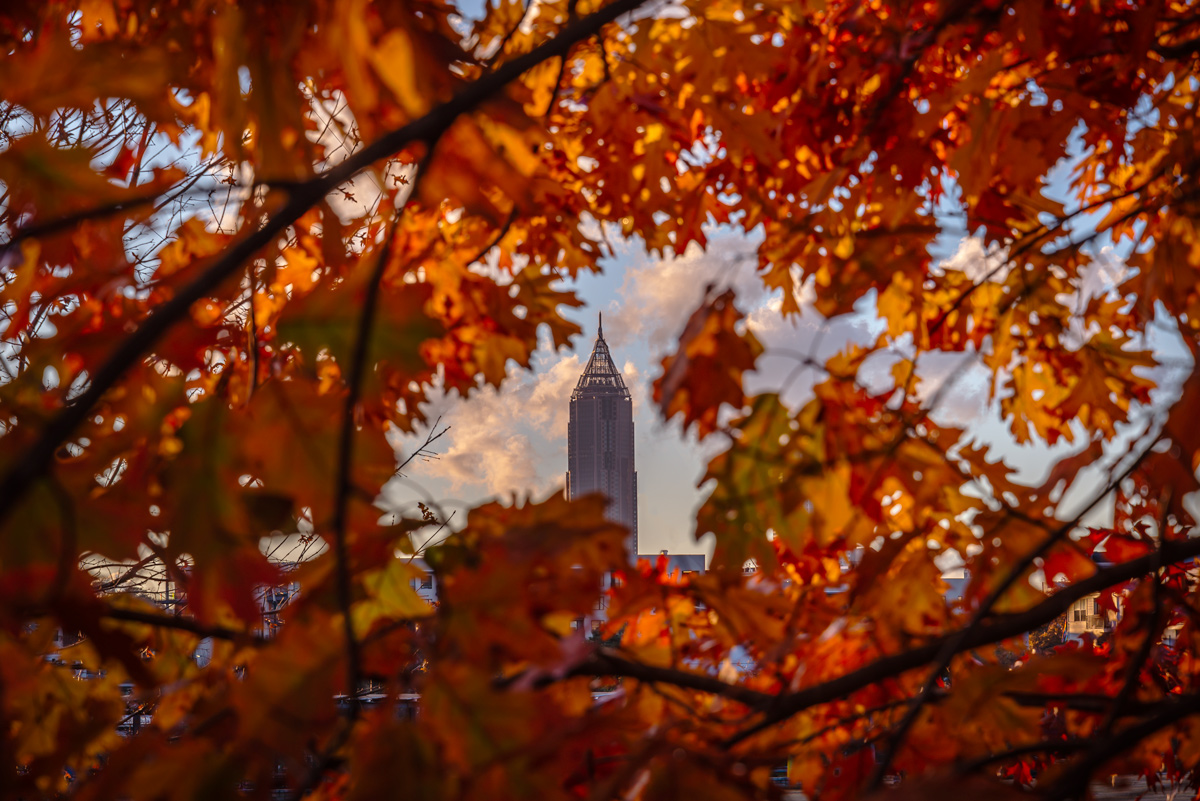 Looking through a canopy of fall leaves at Atlanta's Bank of America building