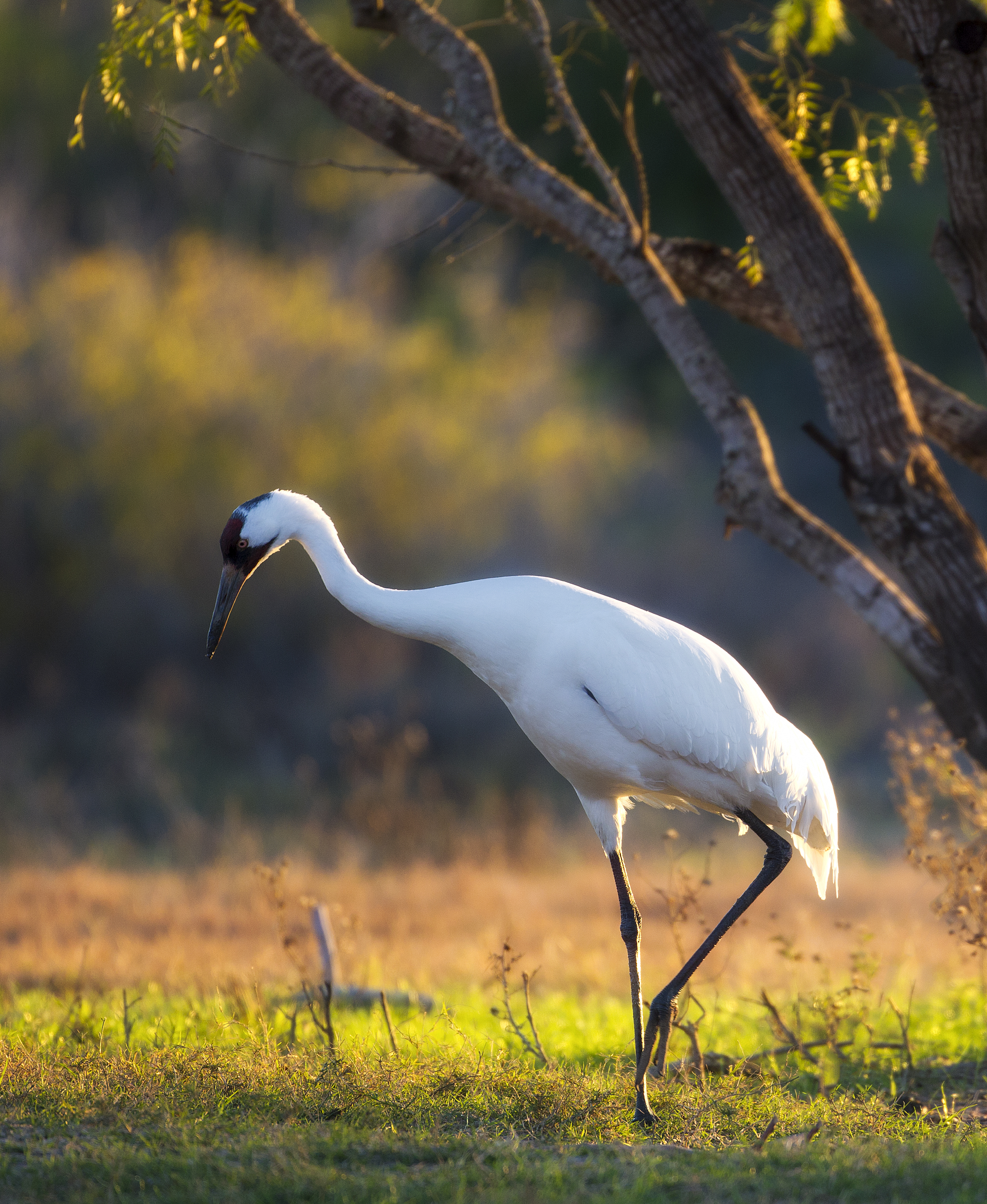 Whooping Crane standing alert in coastal habitat — fine art wildlife photography by Robbie George