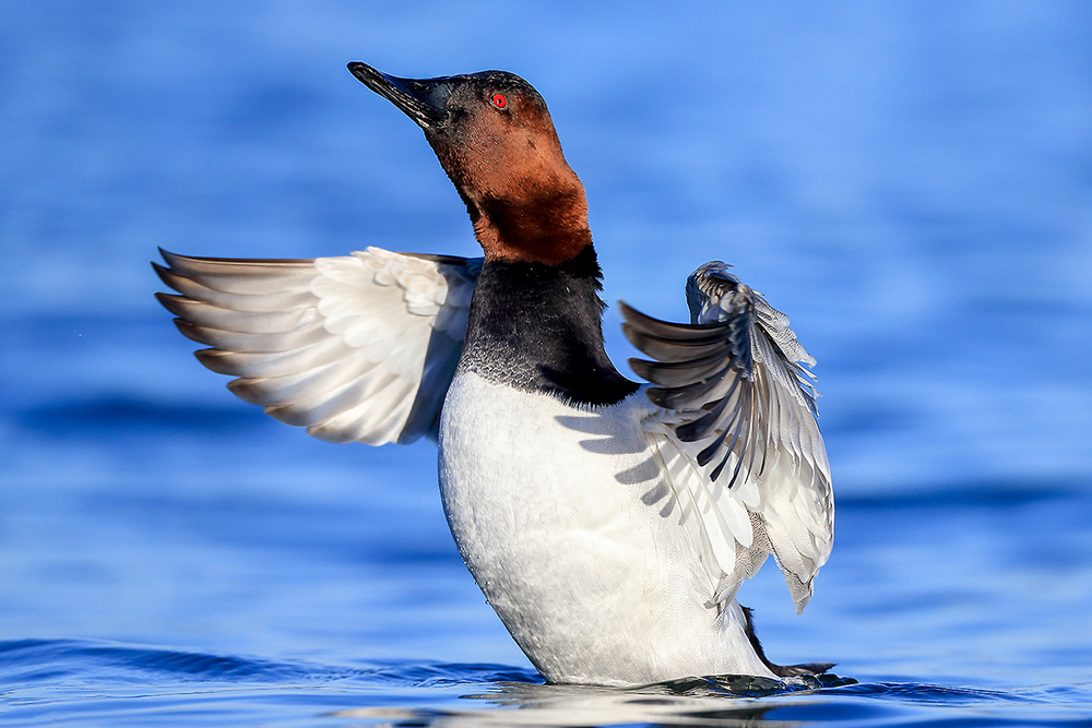 Canvasback duck drake standing alert near nesting habitat in wetland vegetation