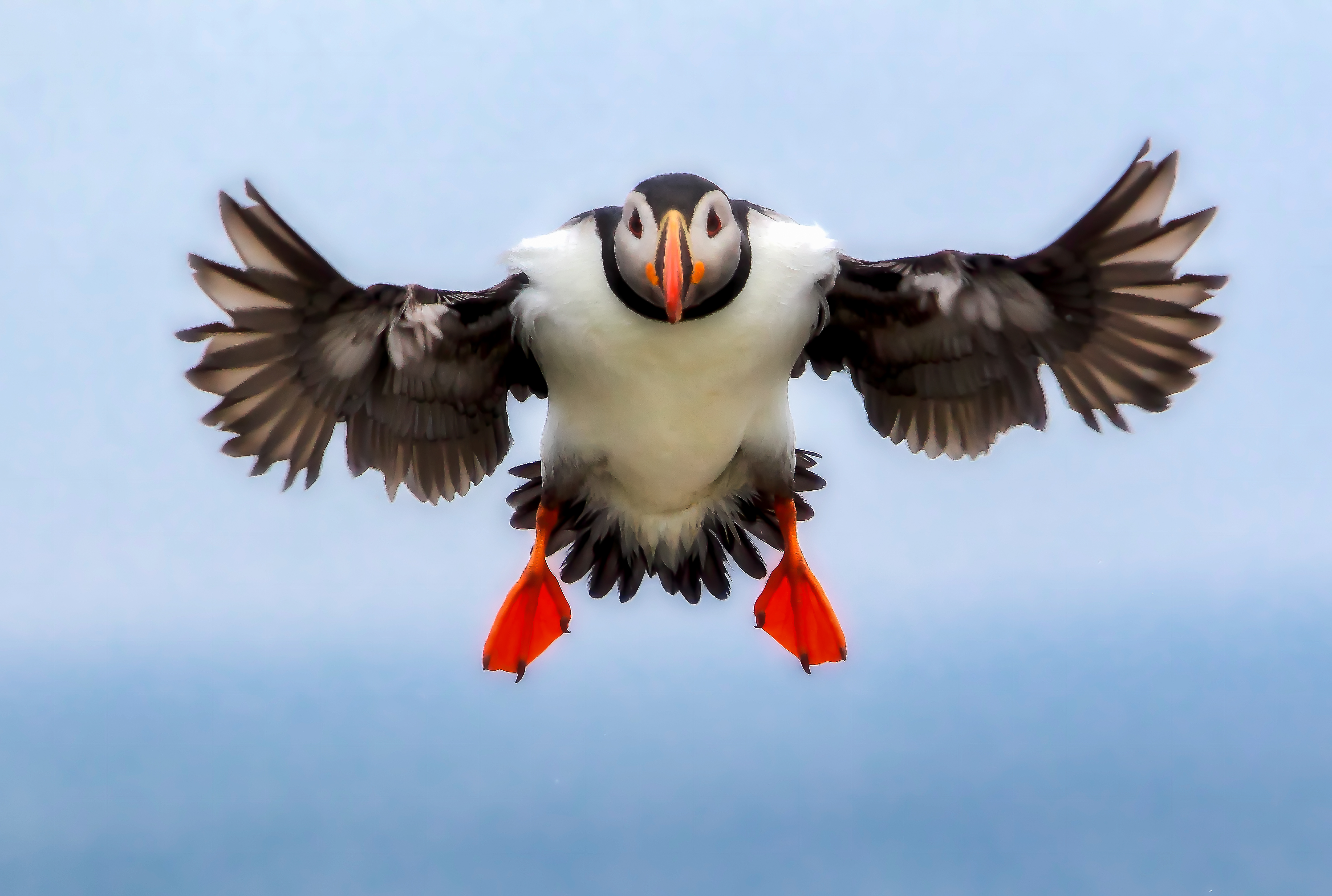 Atlantic puffin landing through cool coastal air at protected nesting habitat with focused but natural movement