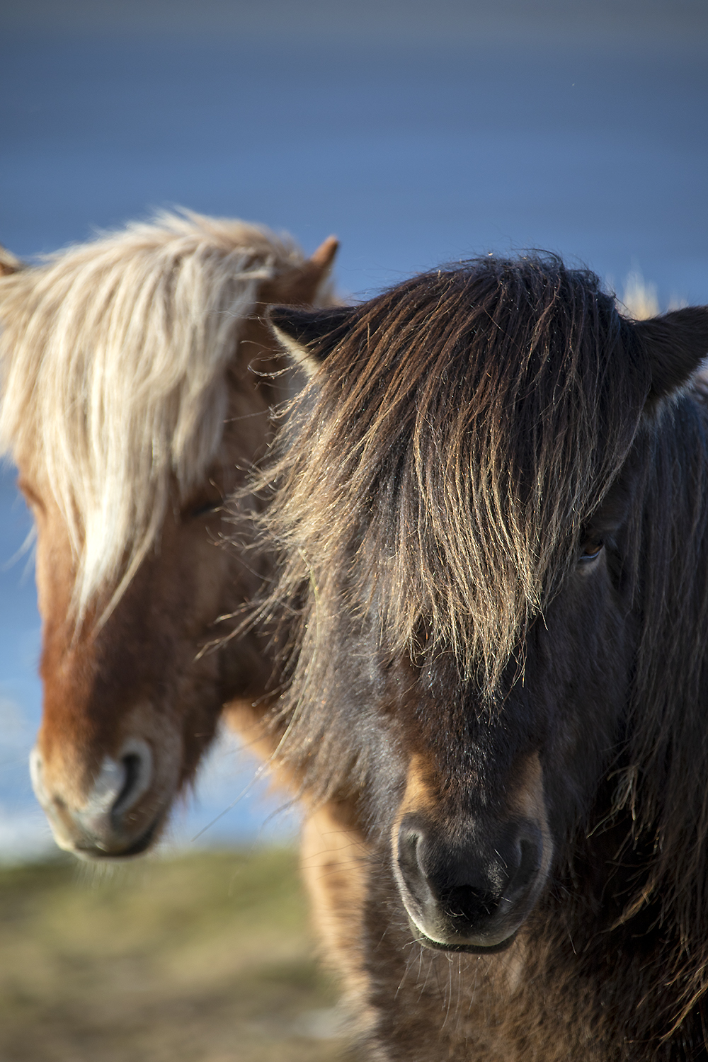 Close-up of two Icelandic horses with thick, rugged manes, showcasing their natural strength and resilience. Raised in herds on open land, Icelandic horses develop strong social skills and physical endurance, traits that are carefully preserved through Iceland's selective breeding practices.