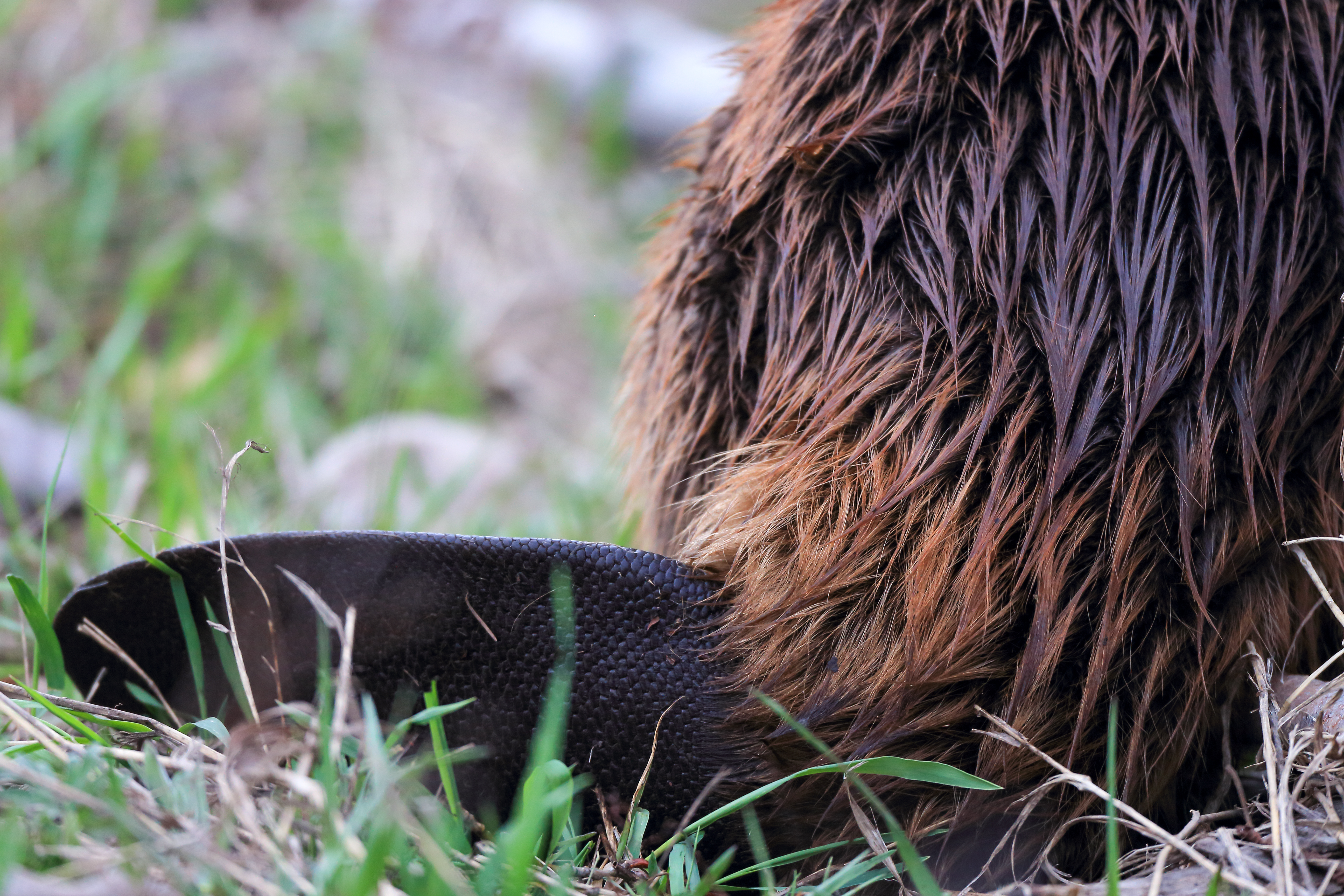 Beaver Tail Close-Up – Symbol of Balance and Support by Robbie George