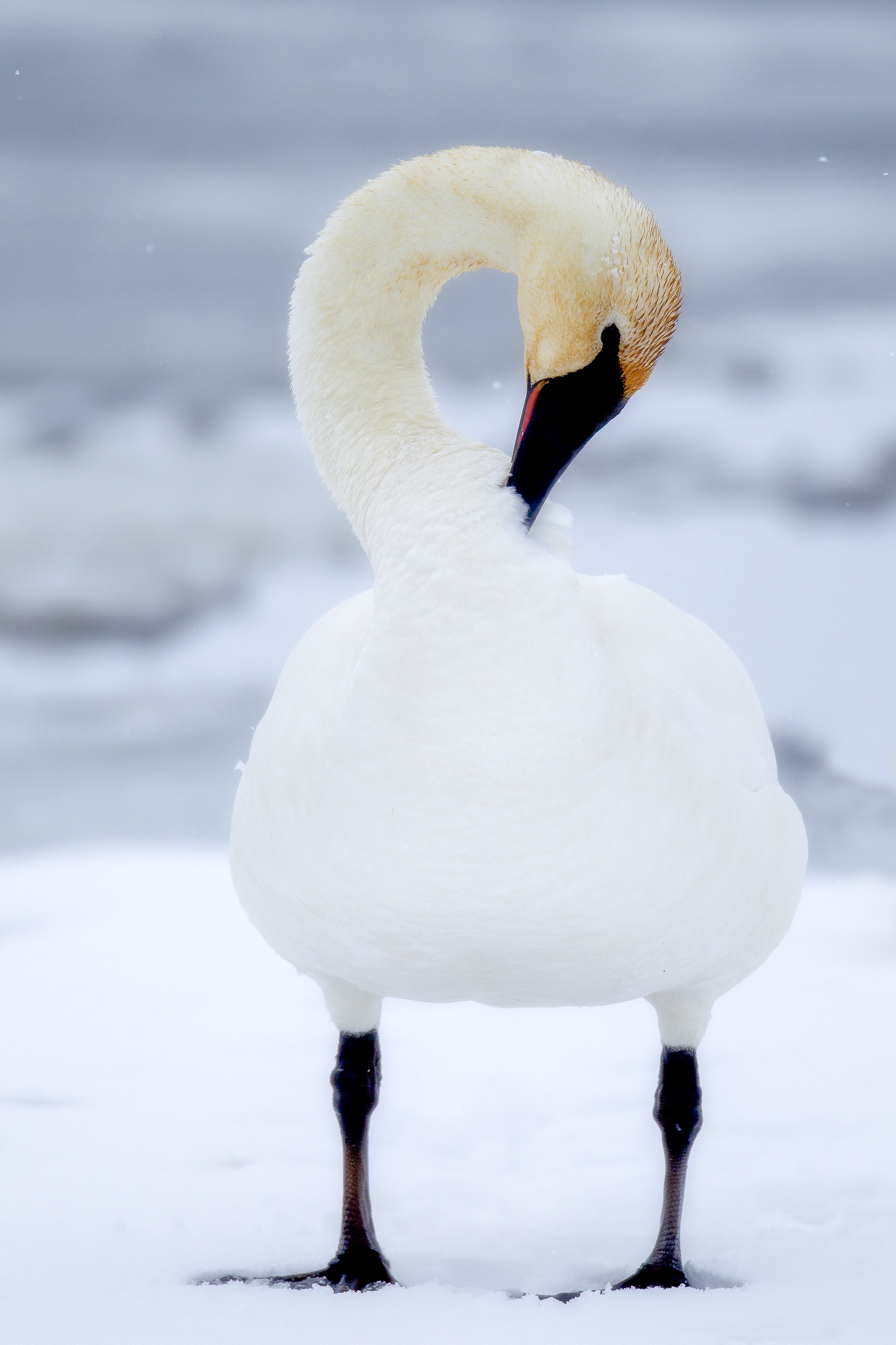 Trumpeter swan maintaining calm spacing in protected wetland habitat at sunrise in Grand Teton National Park