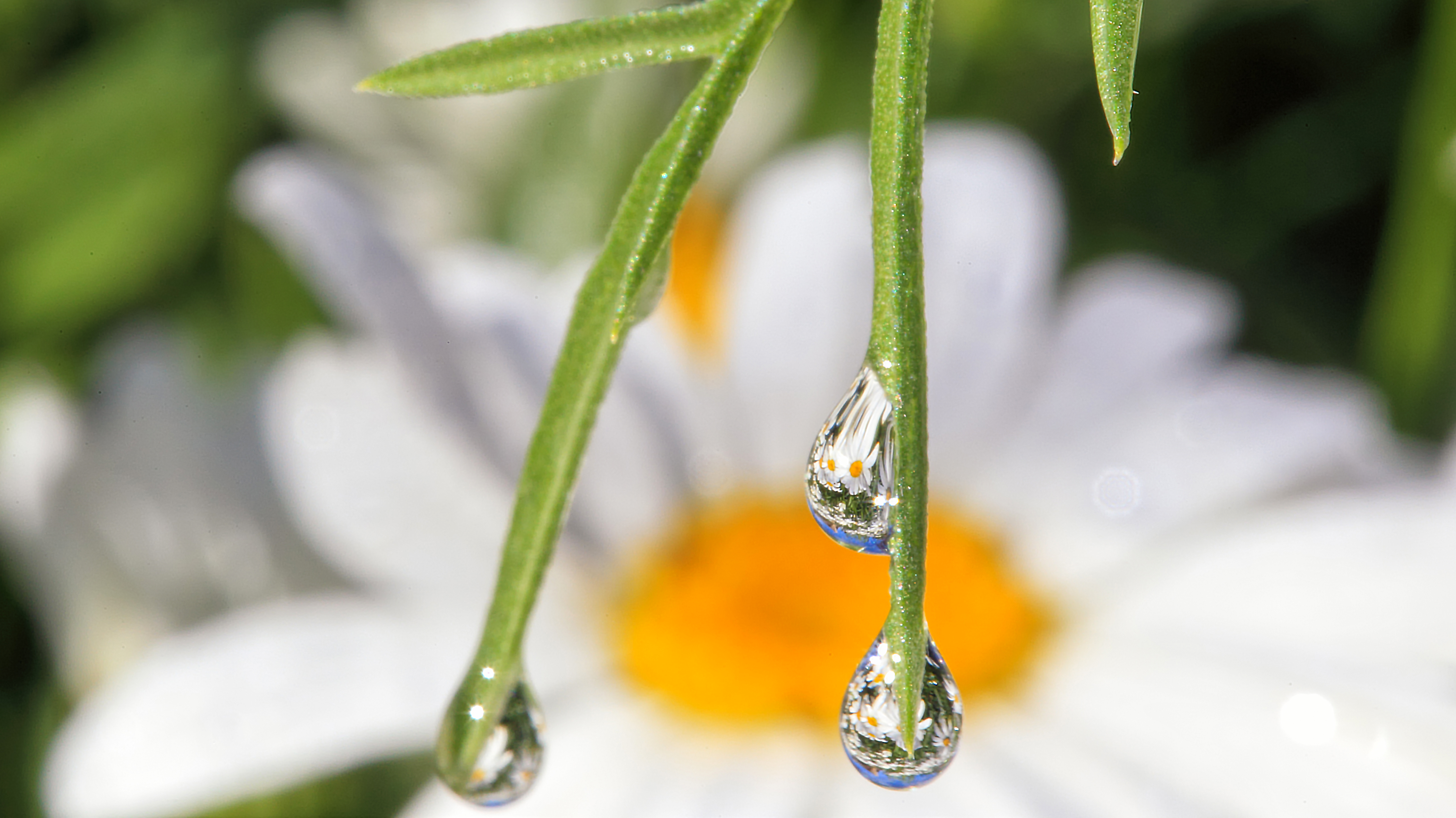 Daisy Wildflower with Dew Drop – Nature’s soft resistance to linear time