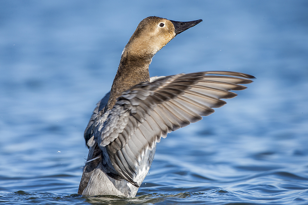 Canvasback hen moving through aquatic vegetation in shallow marsh habitat