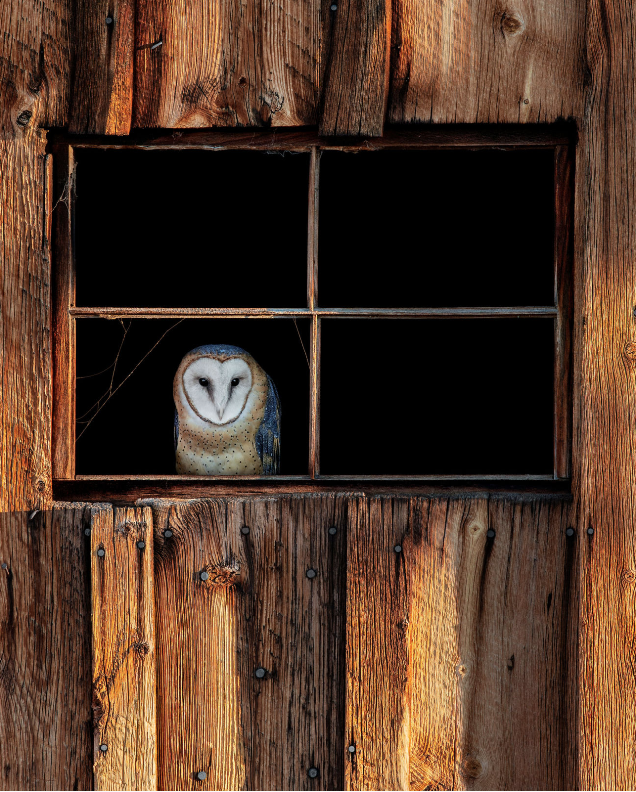 Barn Owl fine art print by Robbie George, featured in National Geographic Fine Art Galleries
