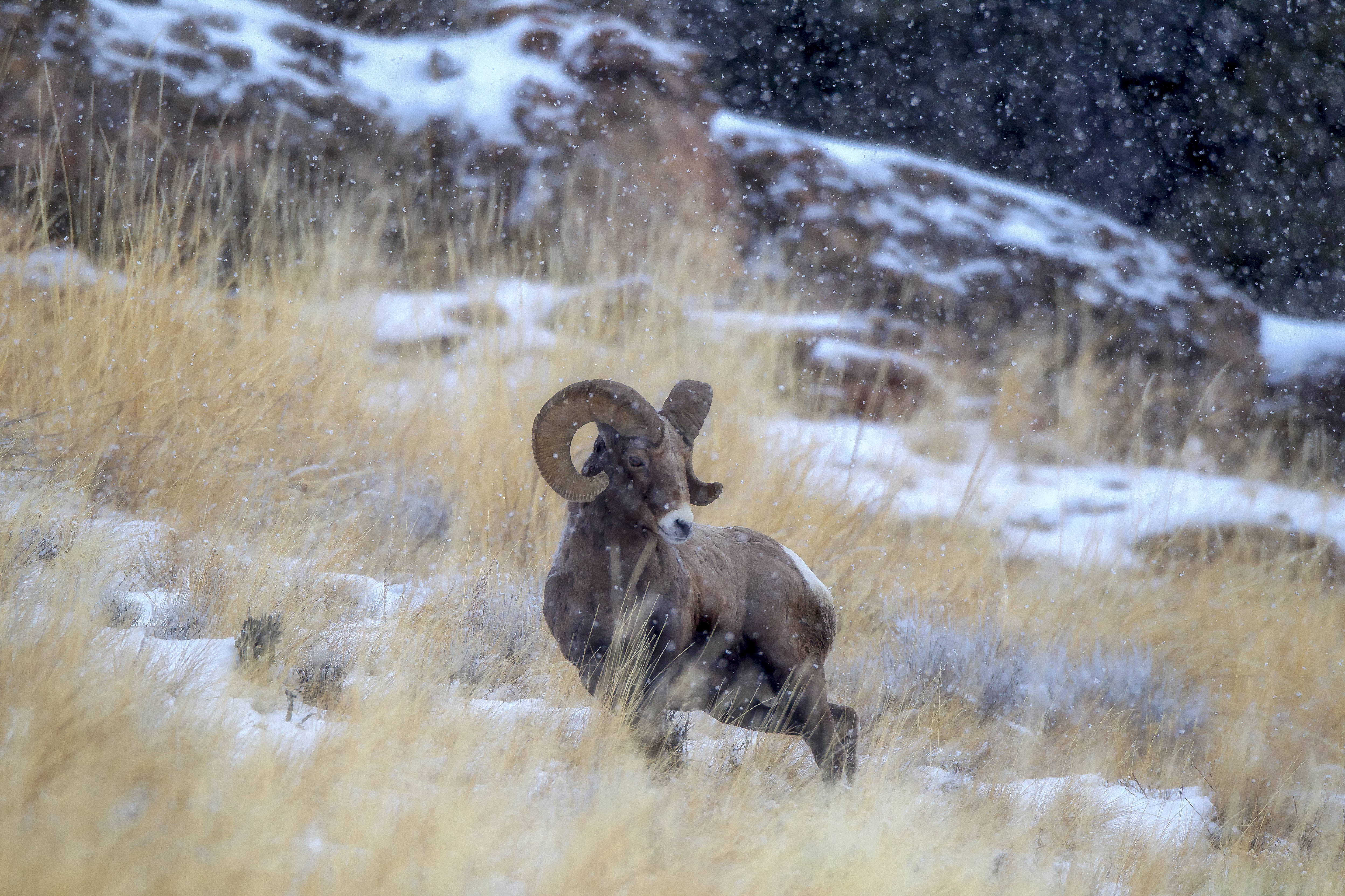 Bighorn Sheep Walking Through Winter Stillness – Spirit Animal Photography by Robbie George