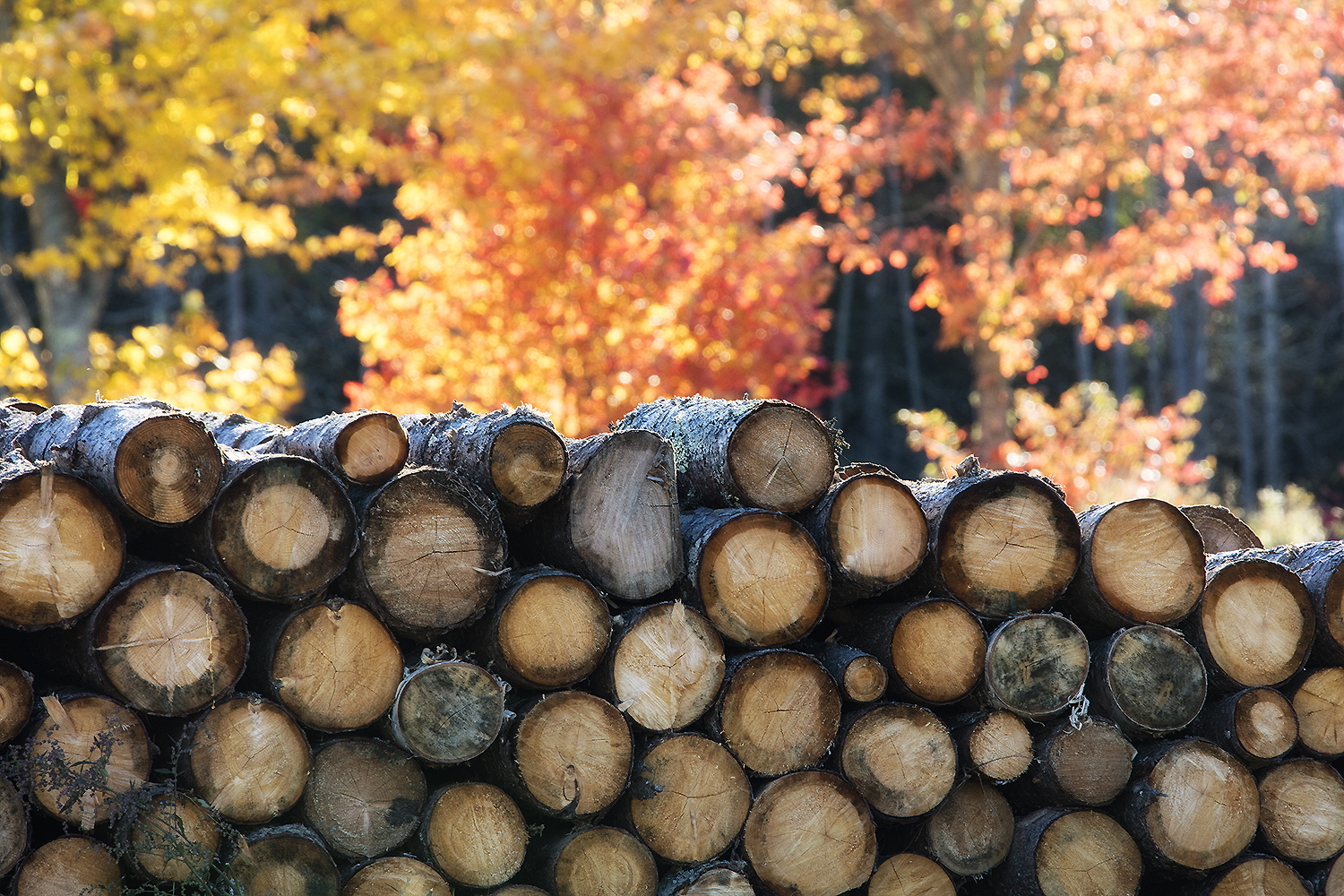 Stacked timber logs with autumn trees behind, symbolizing settlement and structural repetition in early Vermont