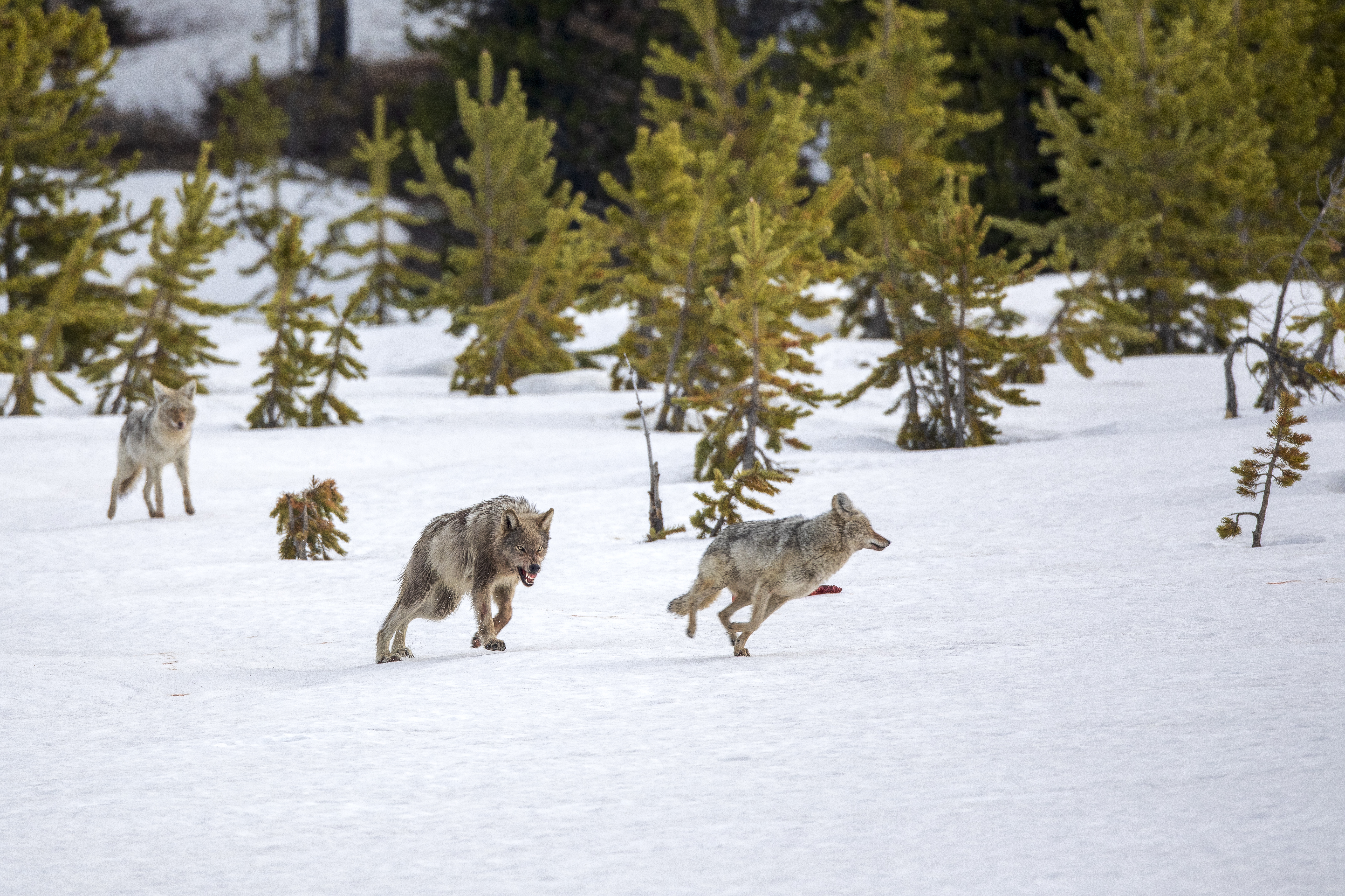 Grey Wolf and Coyote Hunting Together – Yellowstone Observation | Fine Art by Robbie George