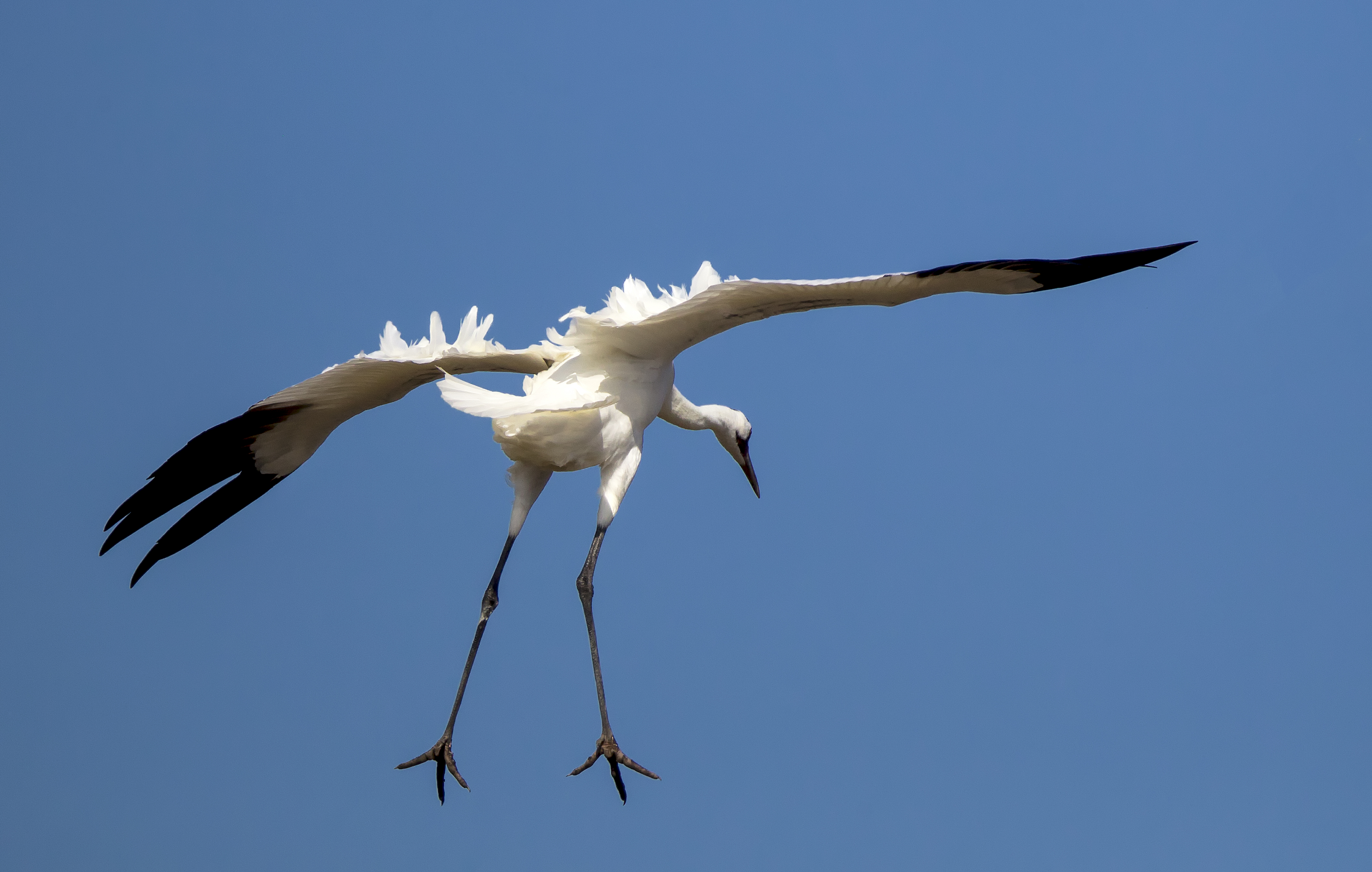 Whooping Crane soaring over wetland horizon — fine art wildlife photograph by Robbie George