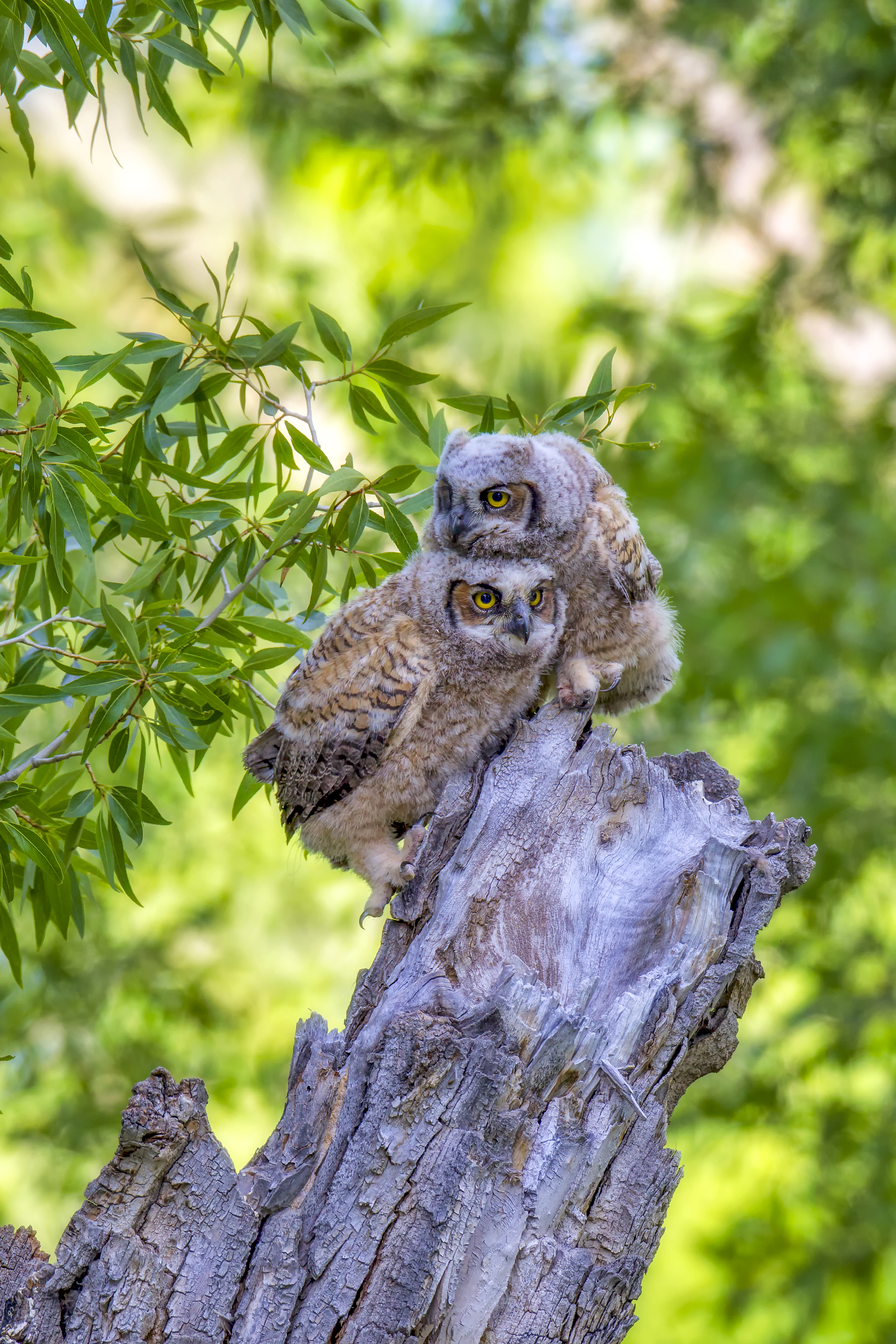 Great horned owl in low light demonstrating nocturnal predator behavior within a prey-rich hunting landscape