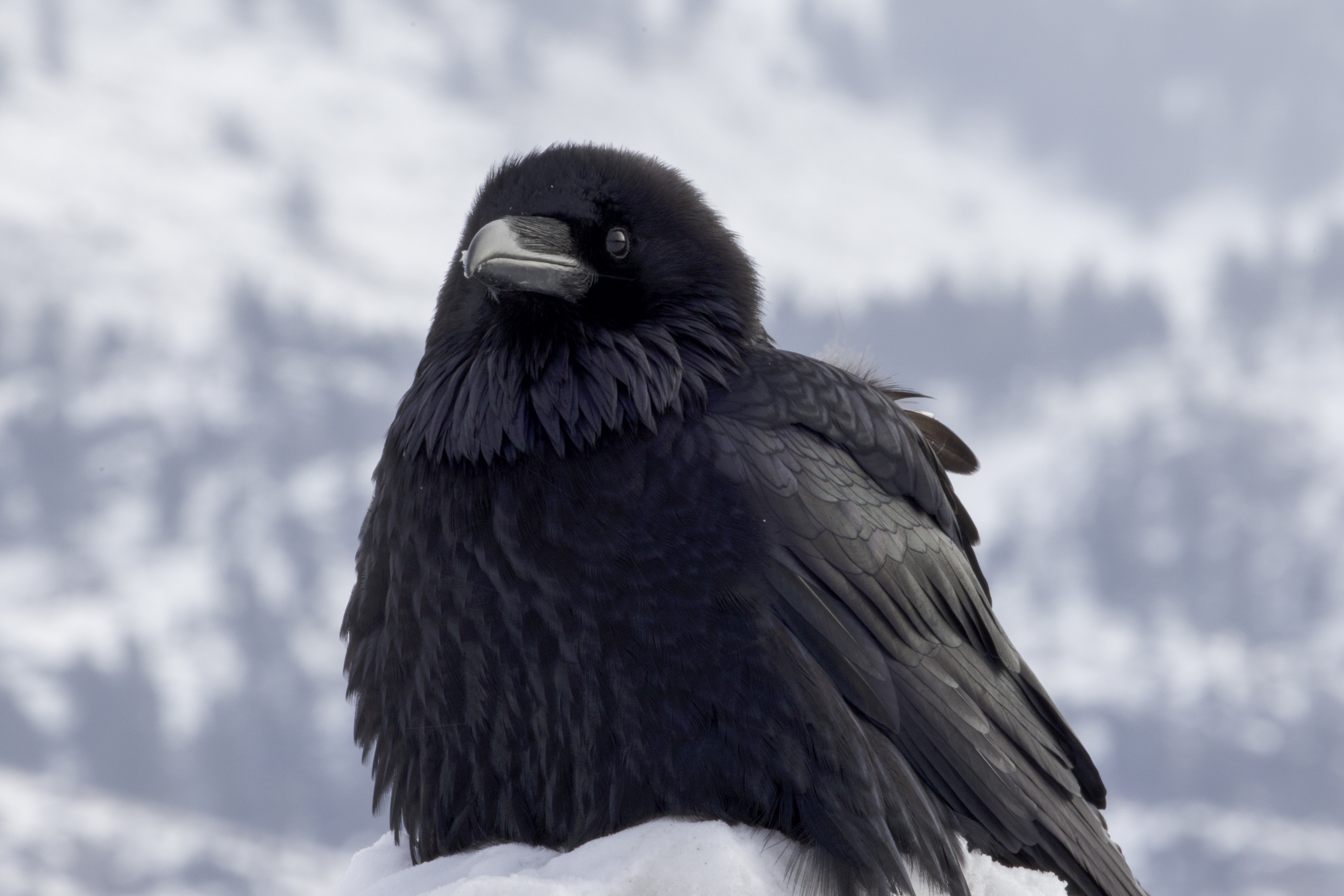 Raven Watching Over Snowy Mountains – Spirit Animal by Robbie George