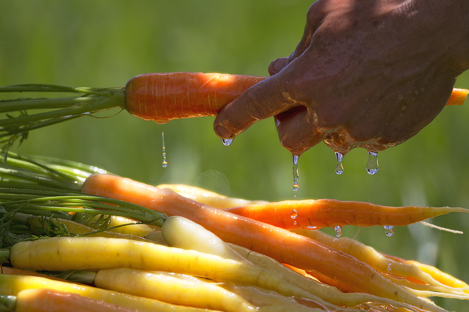 Dripping carrots — structured water in quantum agriculture and field resonance