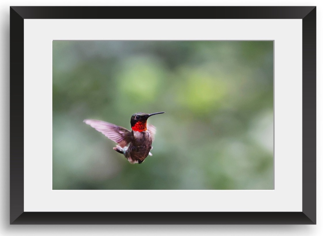 Wings of Color: Hummingbird in Flight