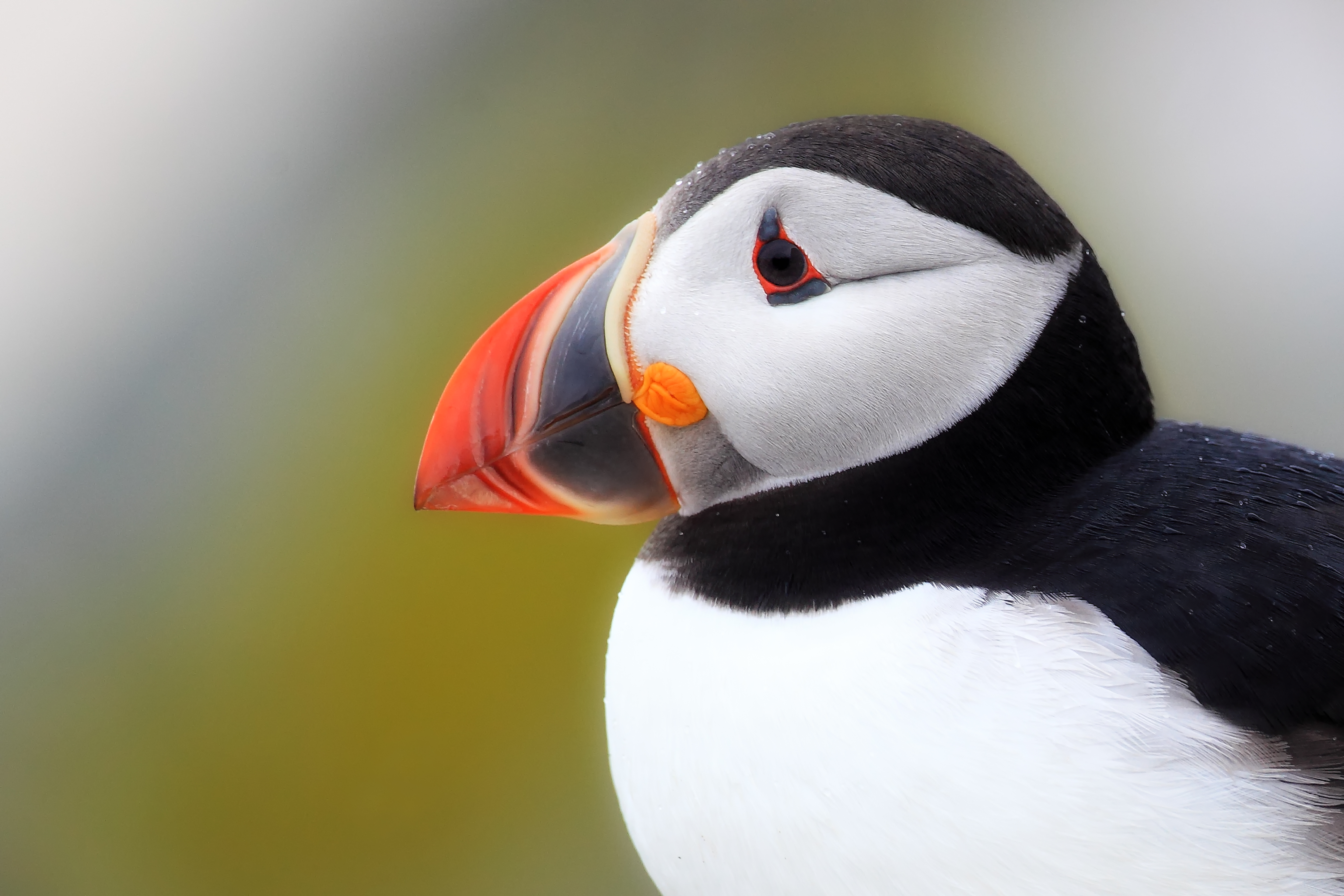 Close-up of Atlantic Puffin perched among coastal vegetation during breeding season on Machias Seal Island