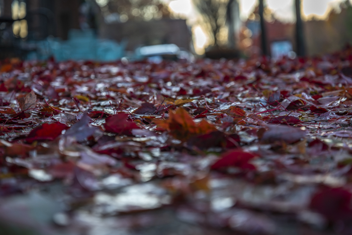 A blanket of leaves on the sidewalk in Atlanta
