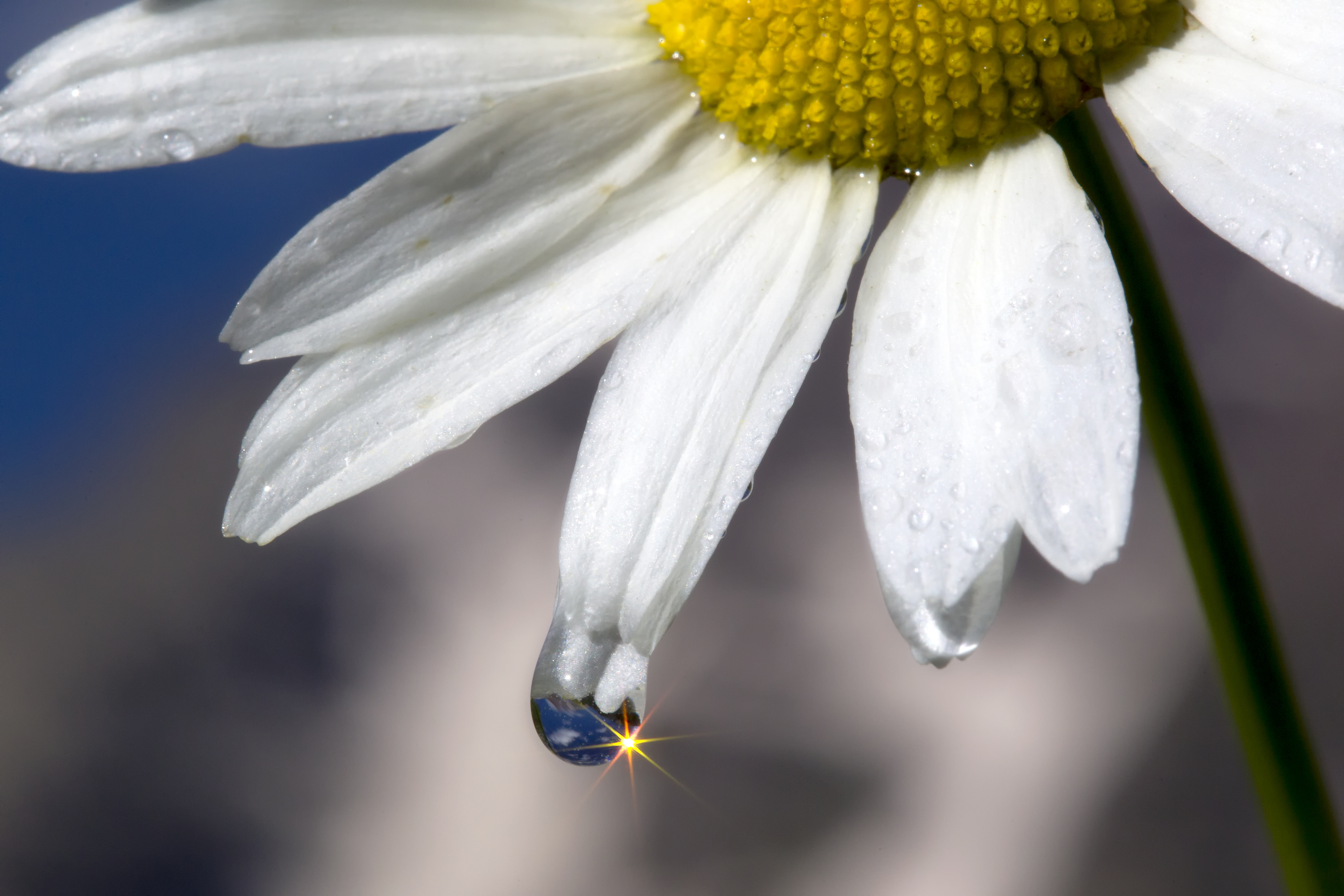 Daisy Flower in Golden Ratio Pattern | Robbie George Photography