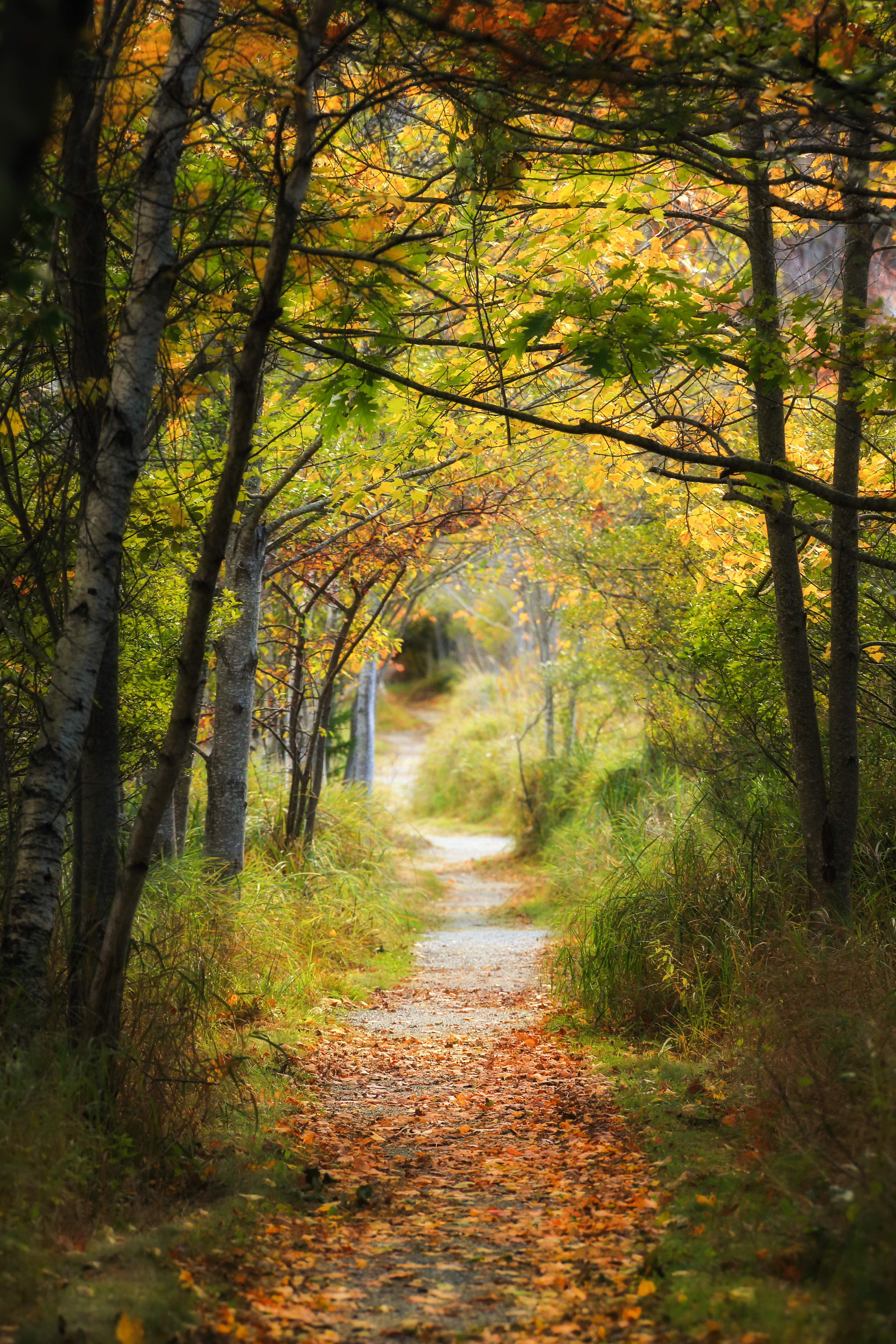 Path through golden autumn forest — symbolizing the journey of consciousness through choice and resonance