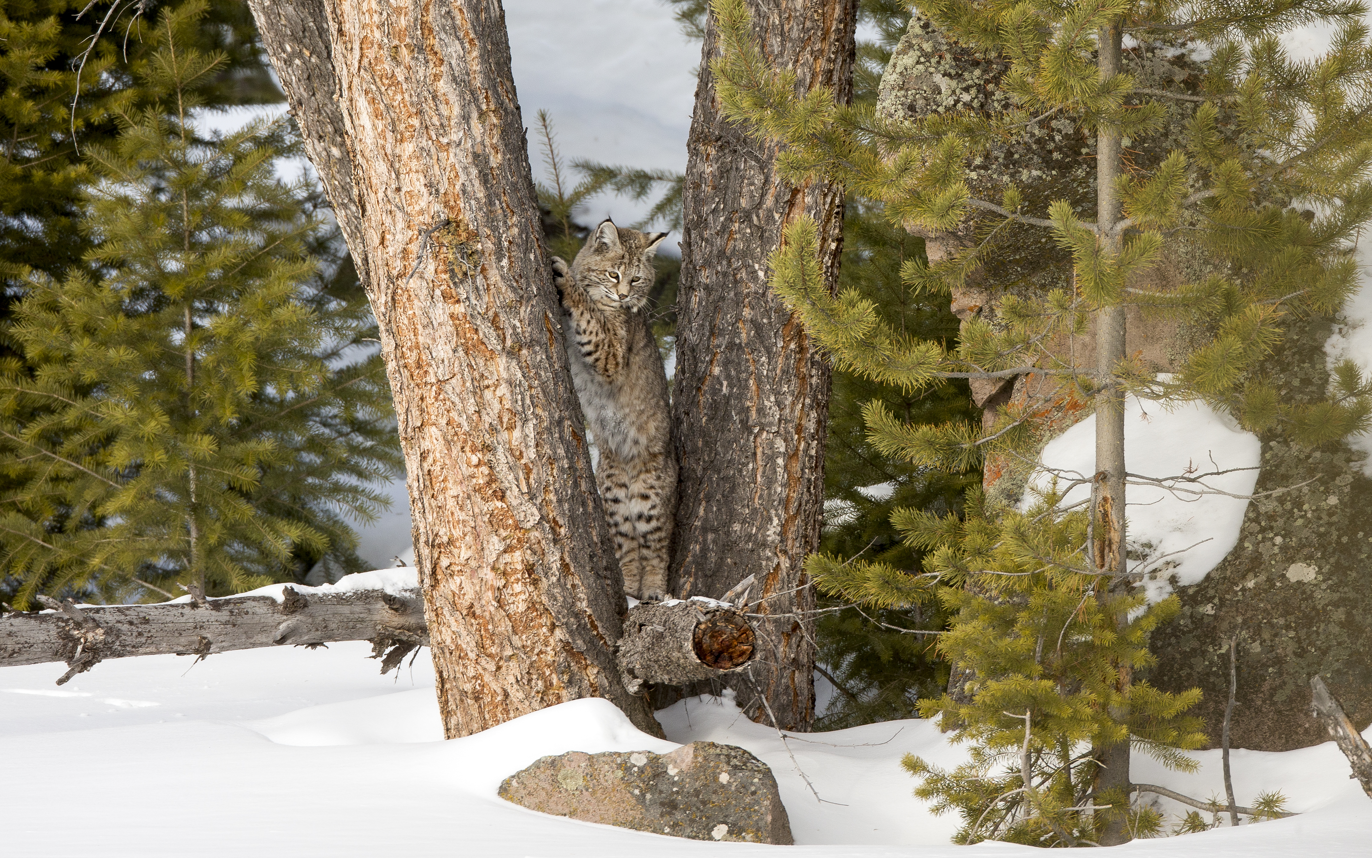 Bobcat standing to scratch a tree trunk—scent-marking in mixed woodland
