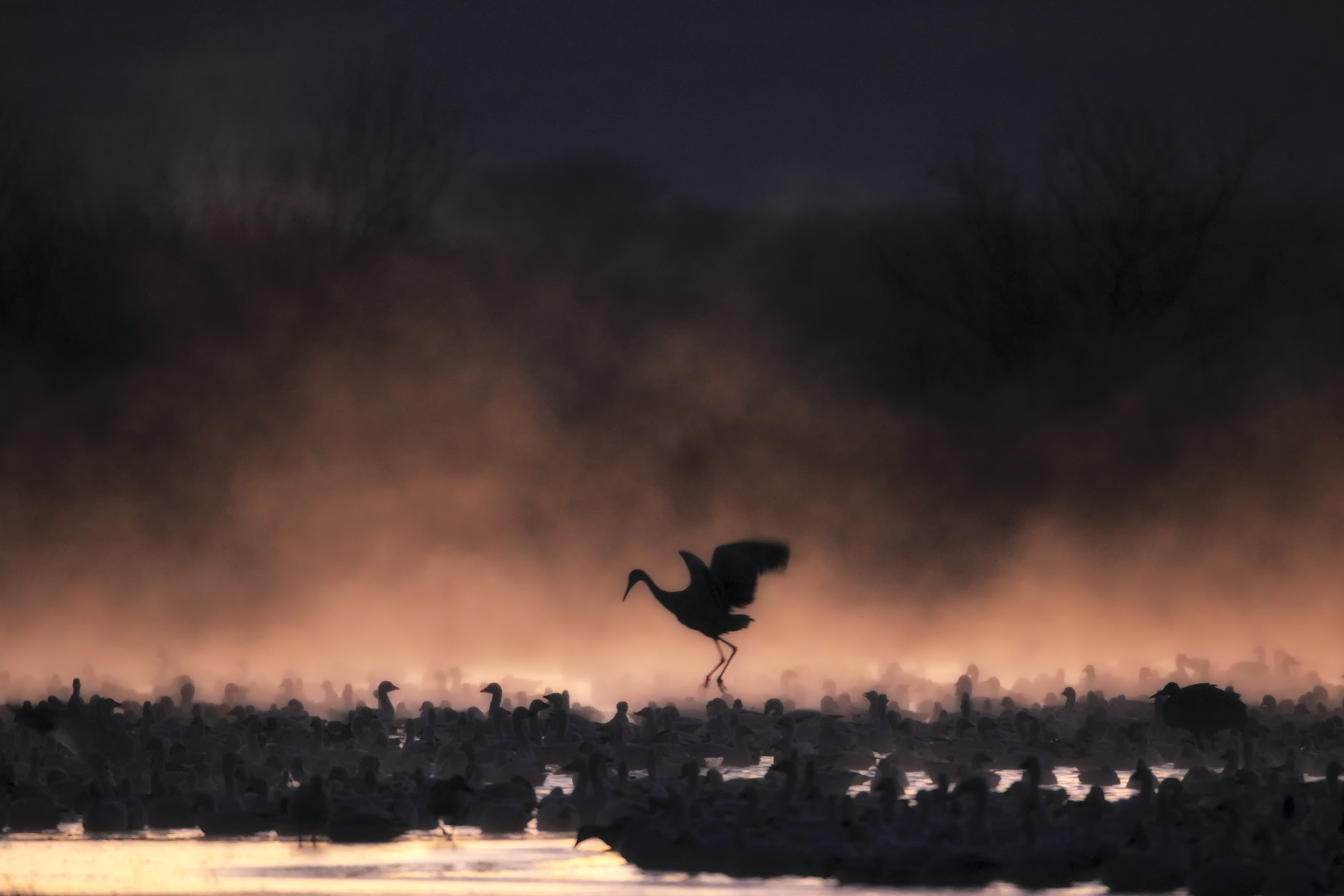 Sandhill crane gliding over golden dawn marshes, captured in soft morning light by Robbie George