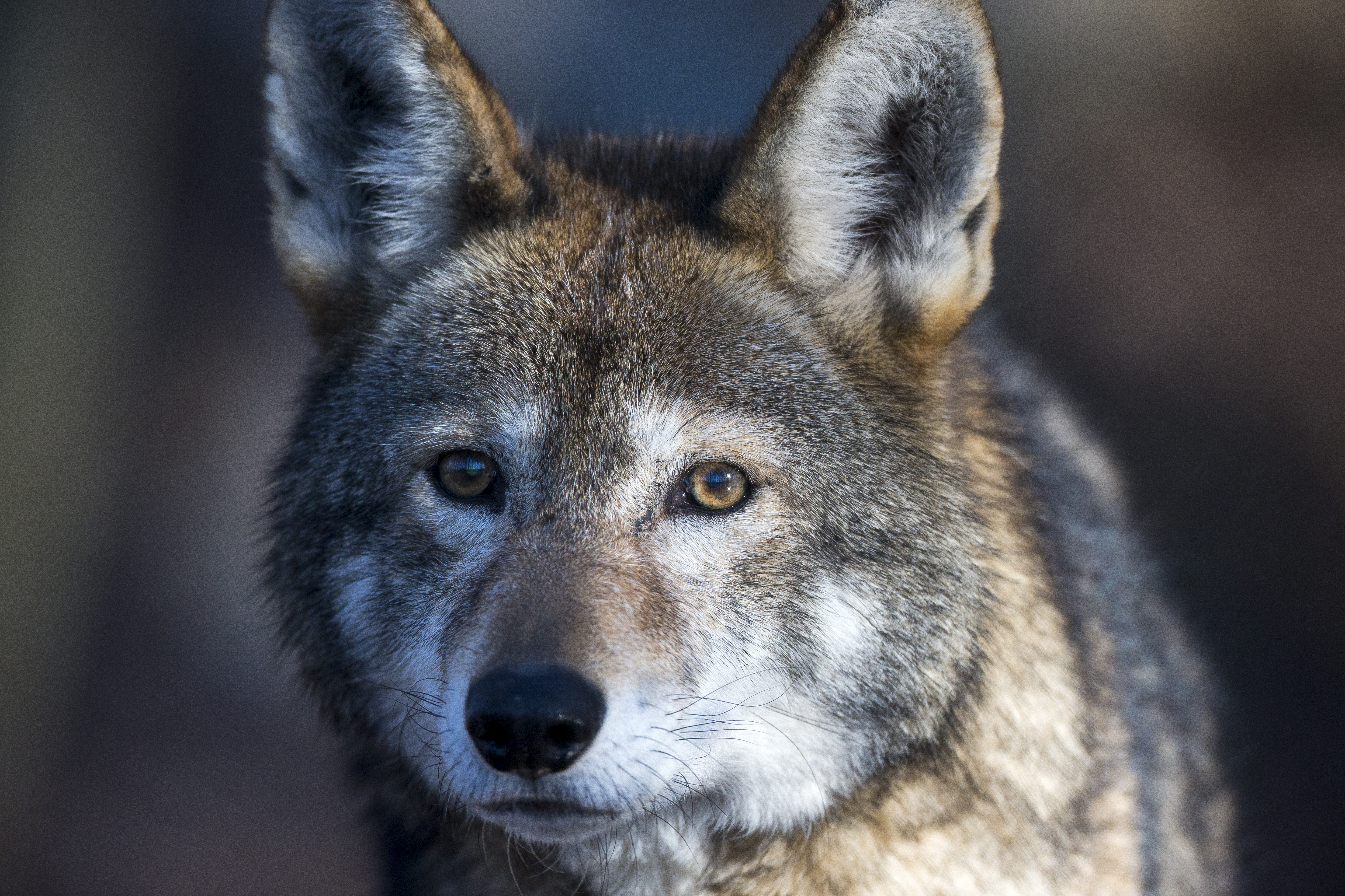 Red wolf in wild habitat representing conservation recovery and endangered species protection