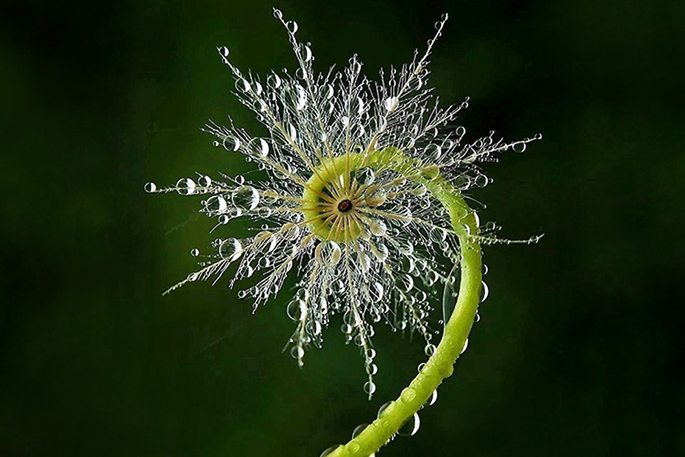 Spiral plant with E8 lattice overlay symbolizing immune coherence